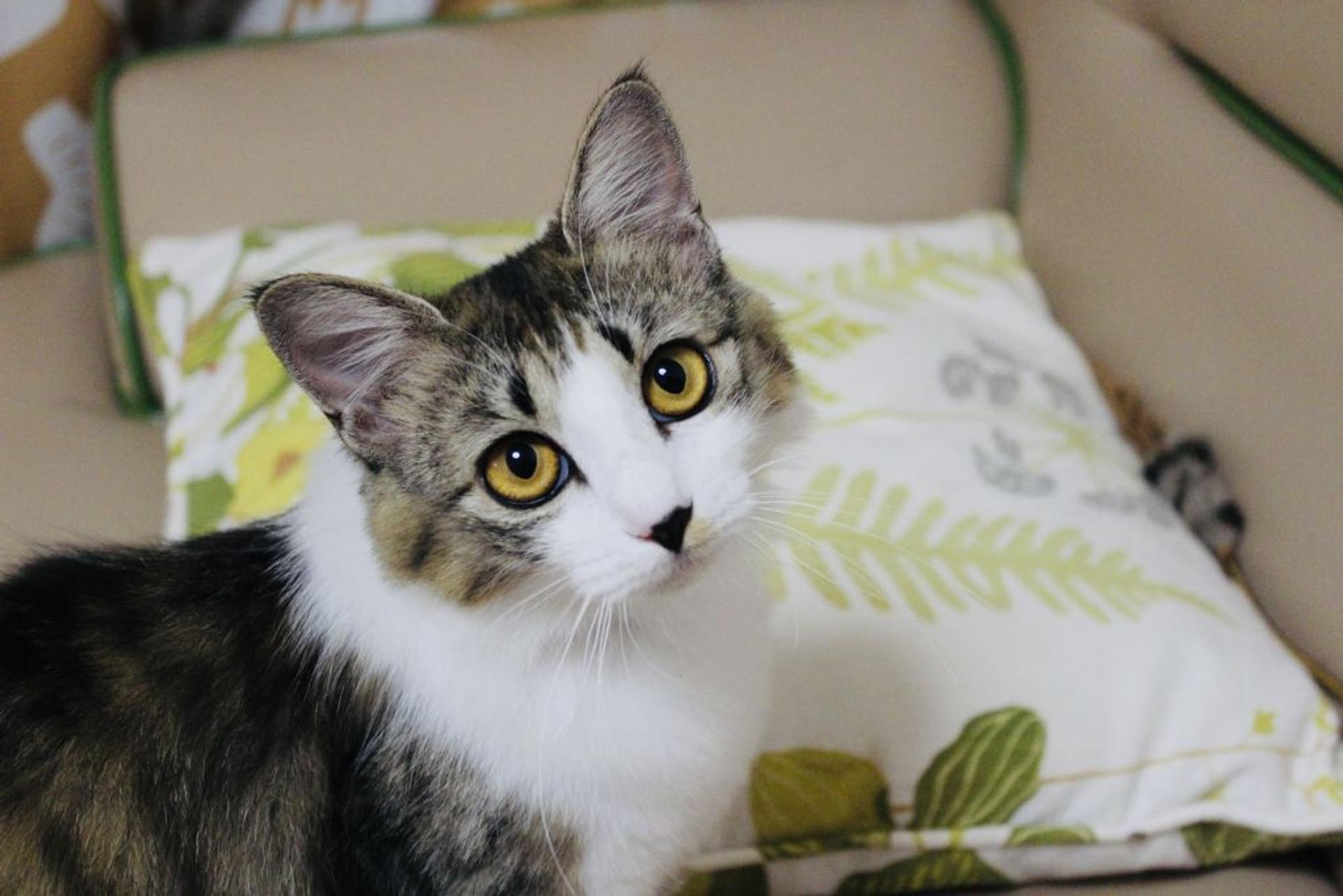 pet-image-2