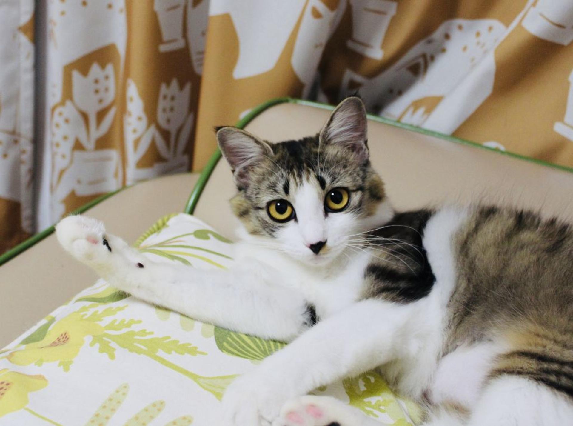 pet-image-3