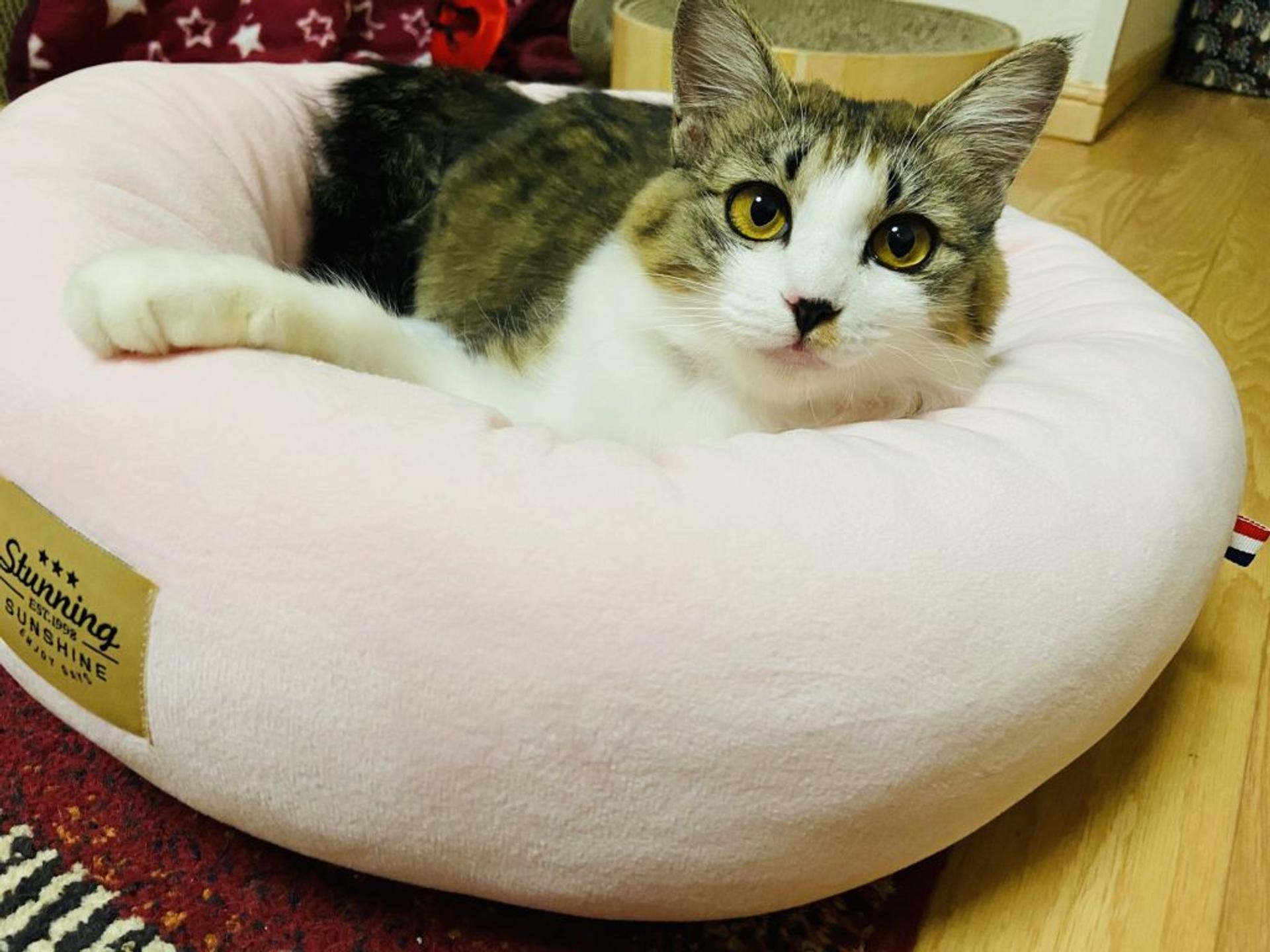 pet-image-4