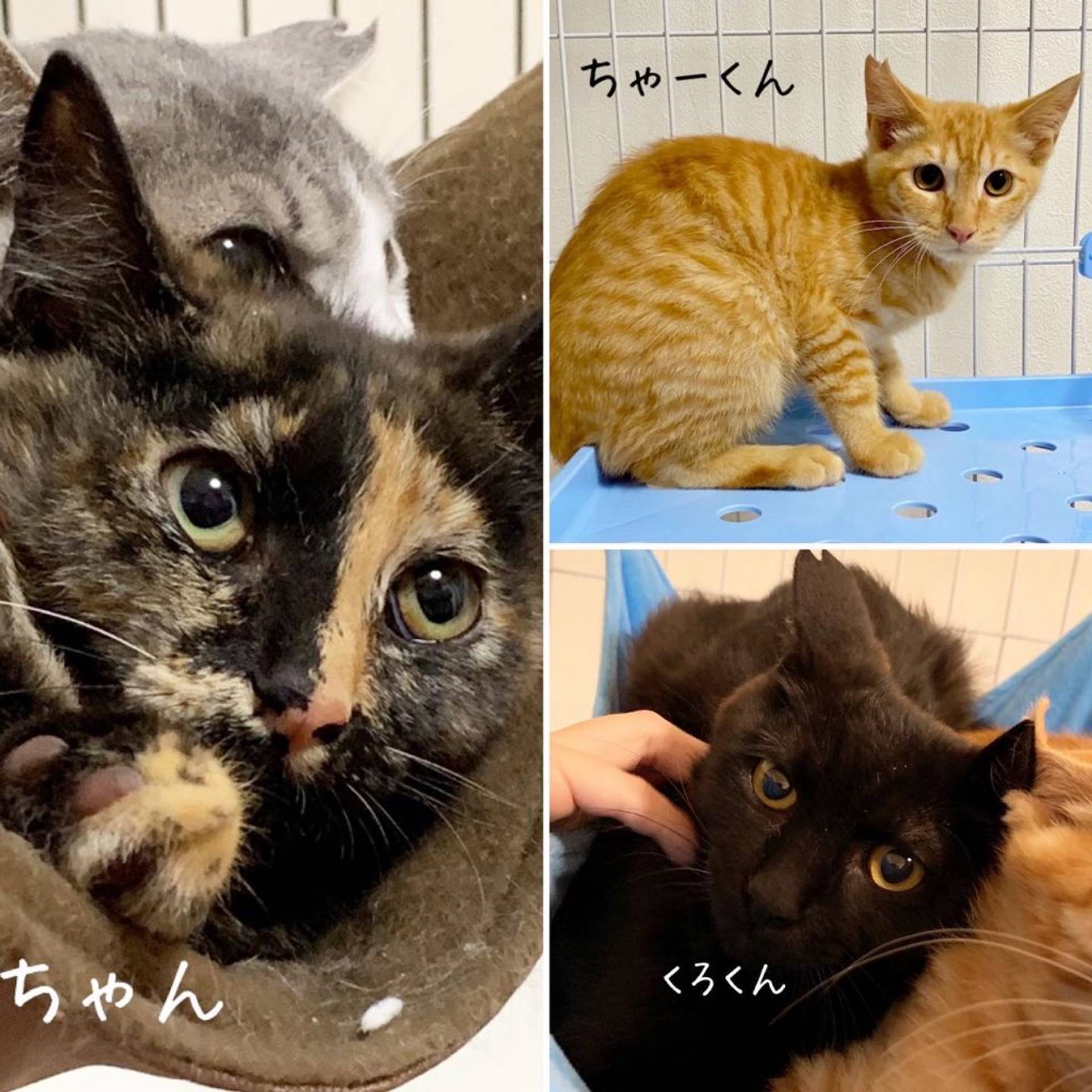 雑種（ミックス猫）・オスの里親募集の写真