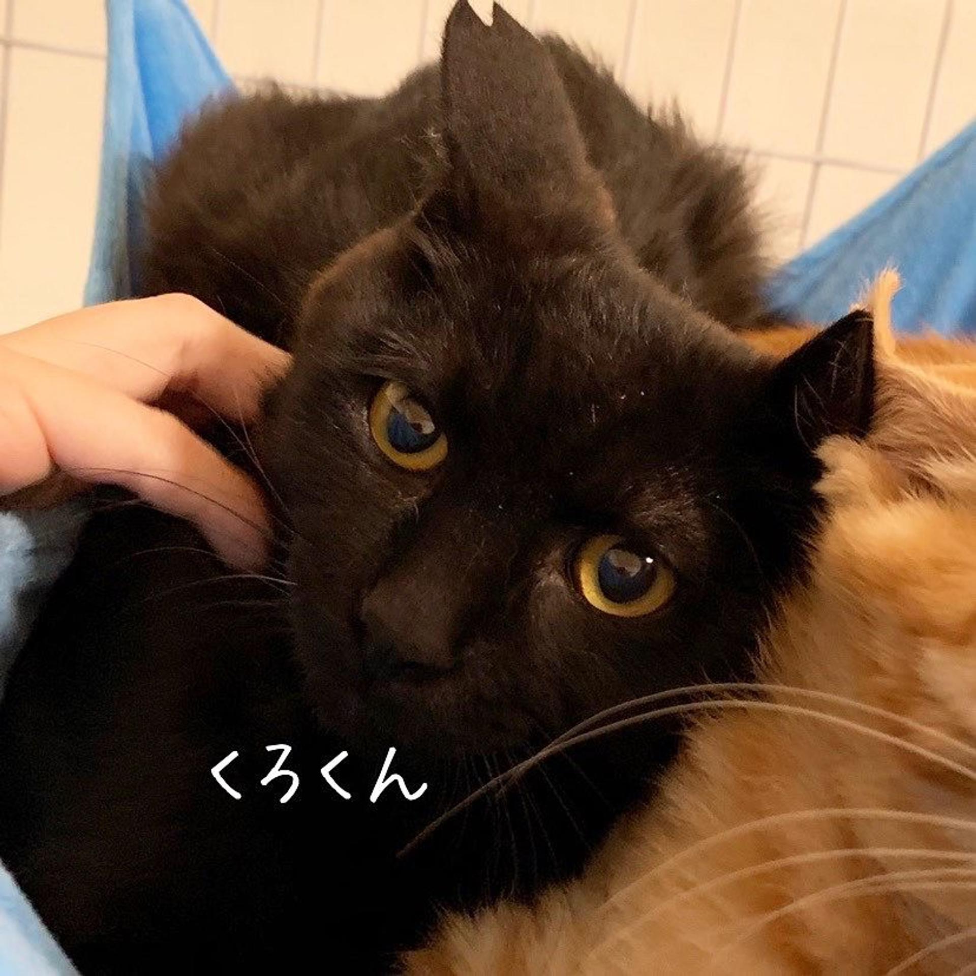 pet-image-4