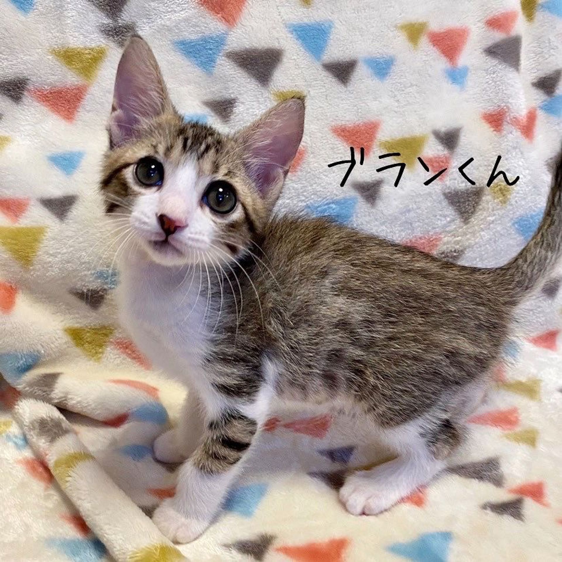 雑種（ミックス猫）・オスの里親募集の写真