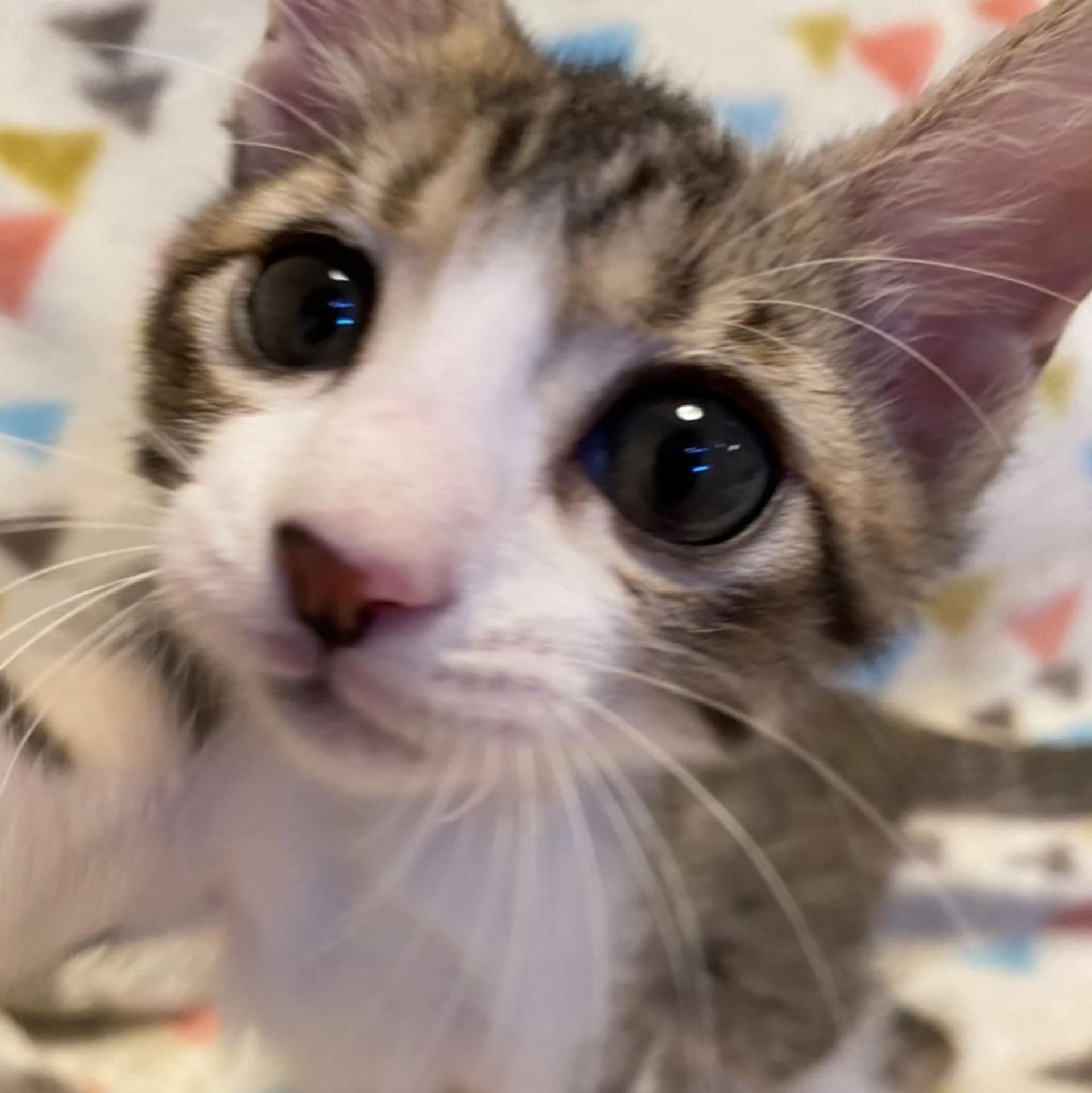 pet-image-6