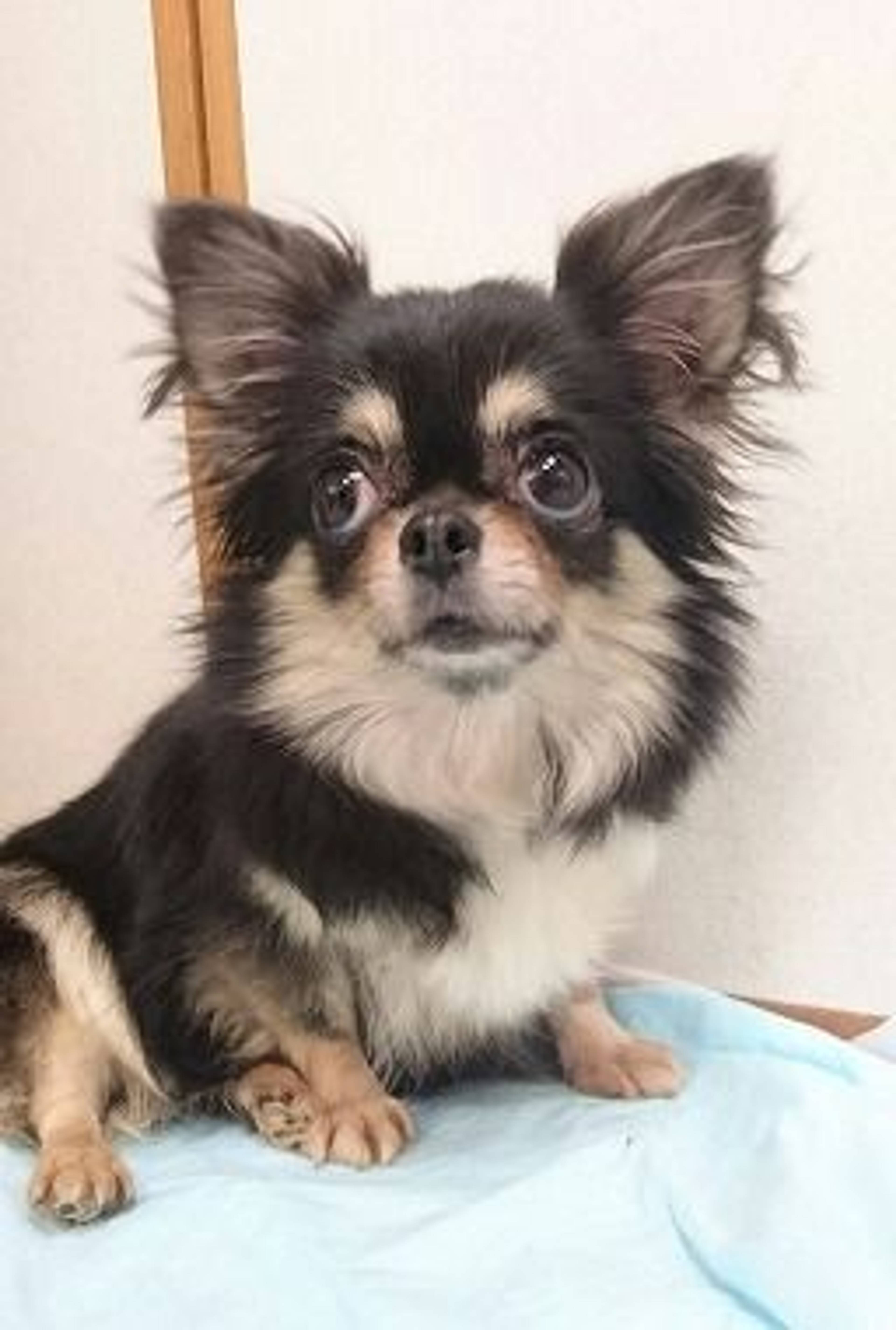 チワワ・メスの里親募集の写真
