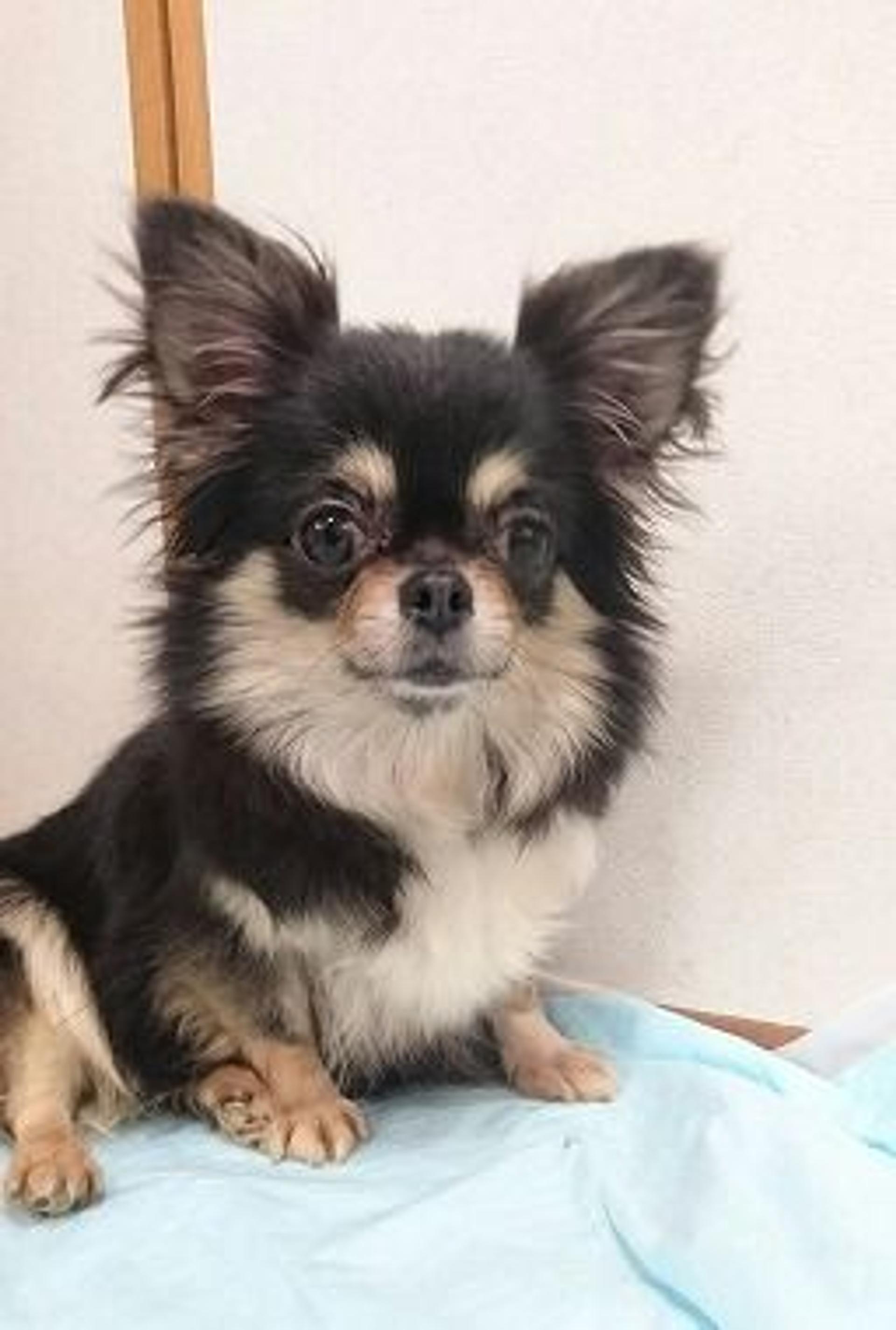 pet-image-2