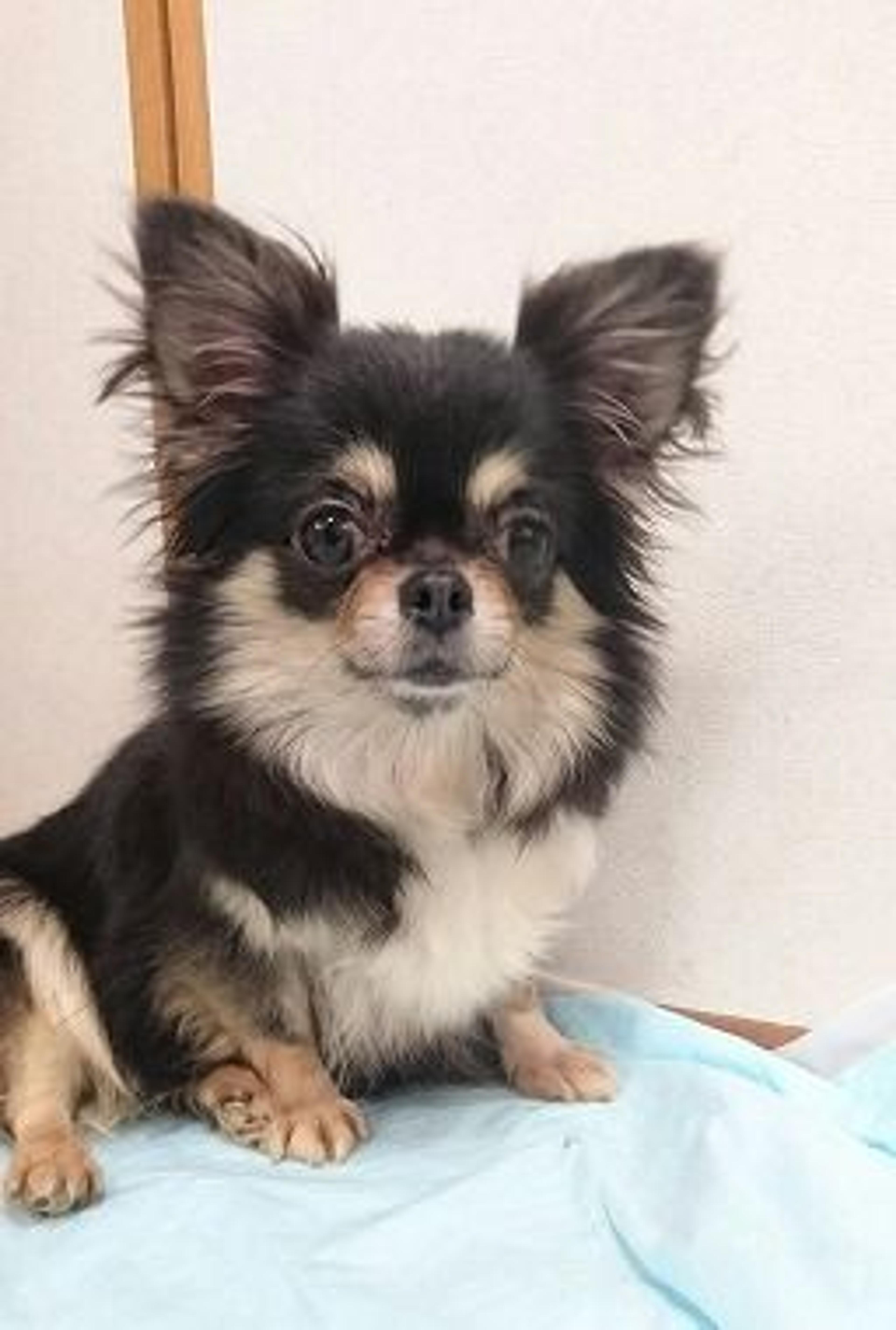 pet-image-2