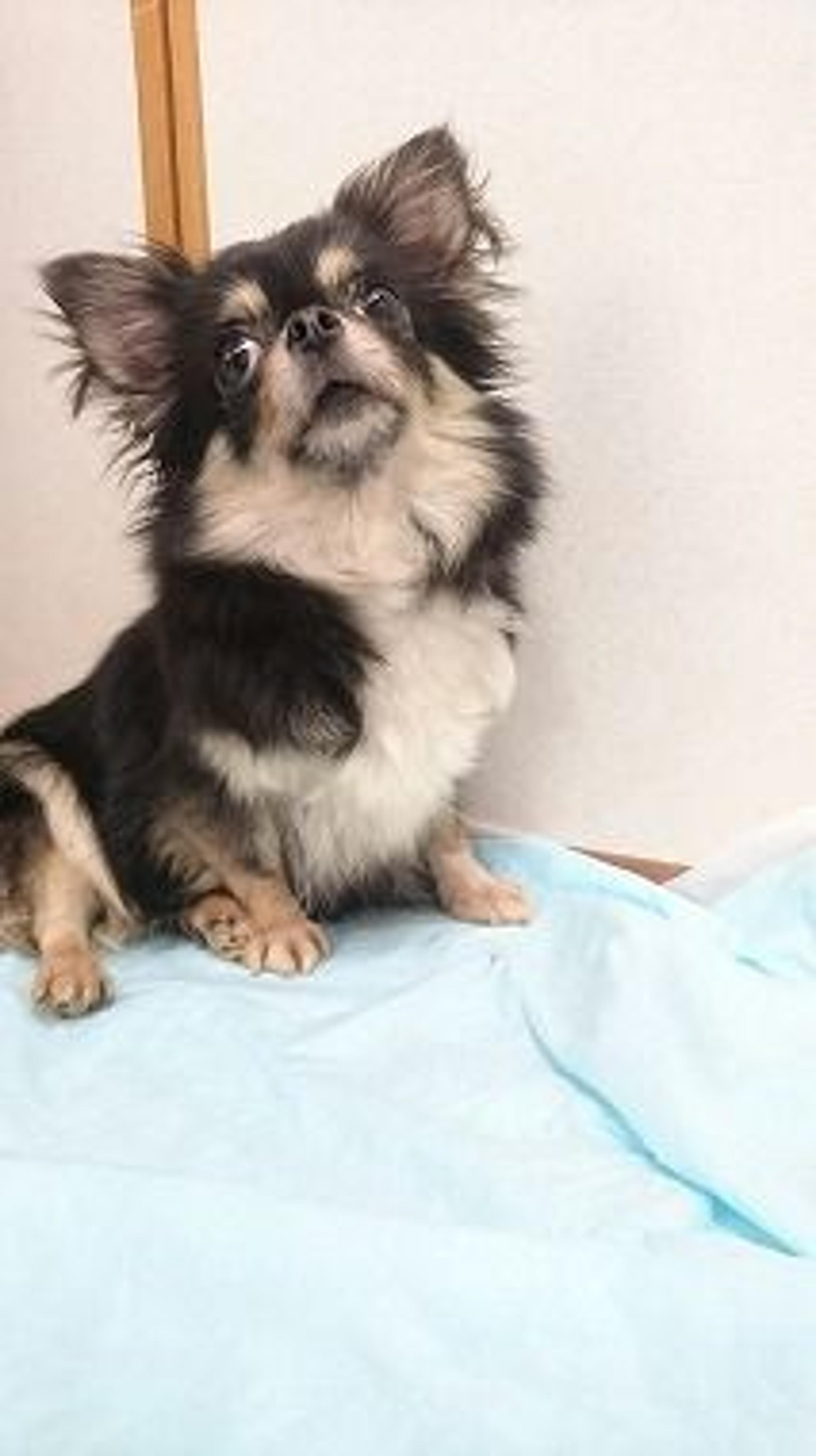 pet-image-3