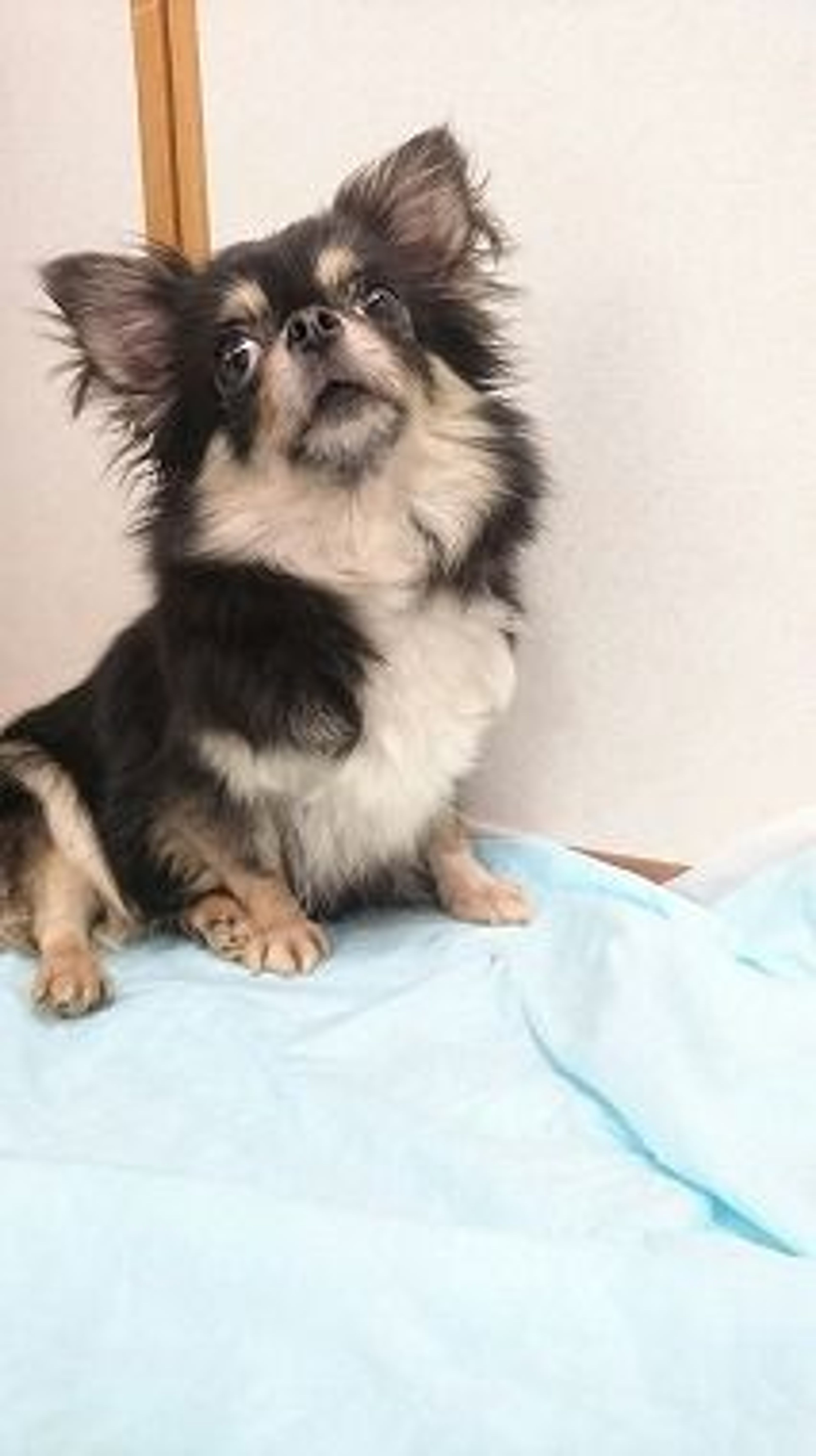 pet-image-3