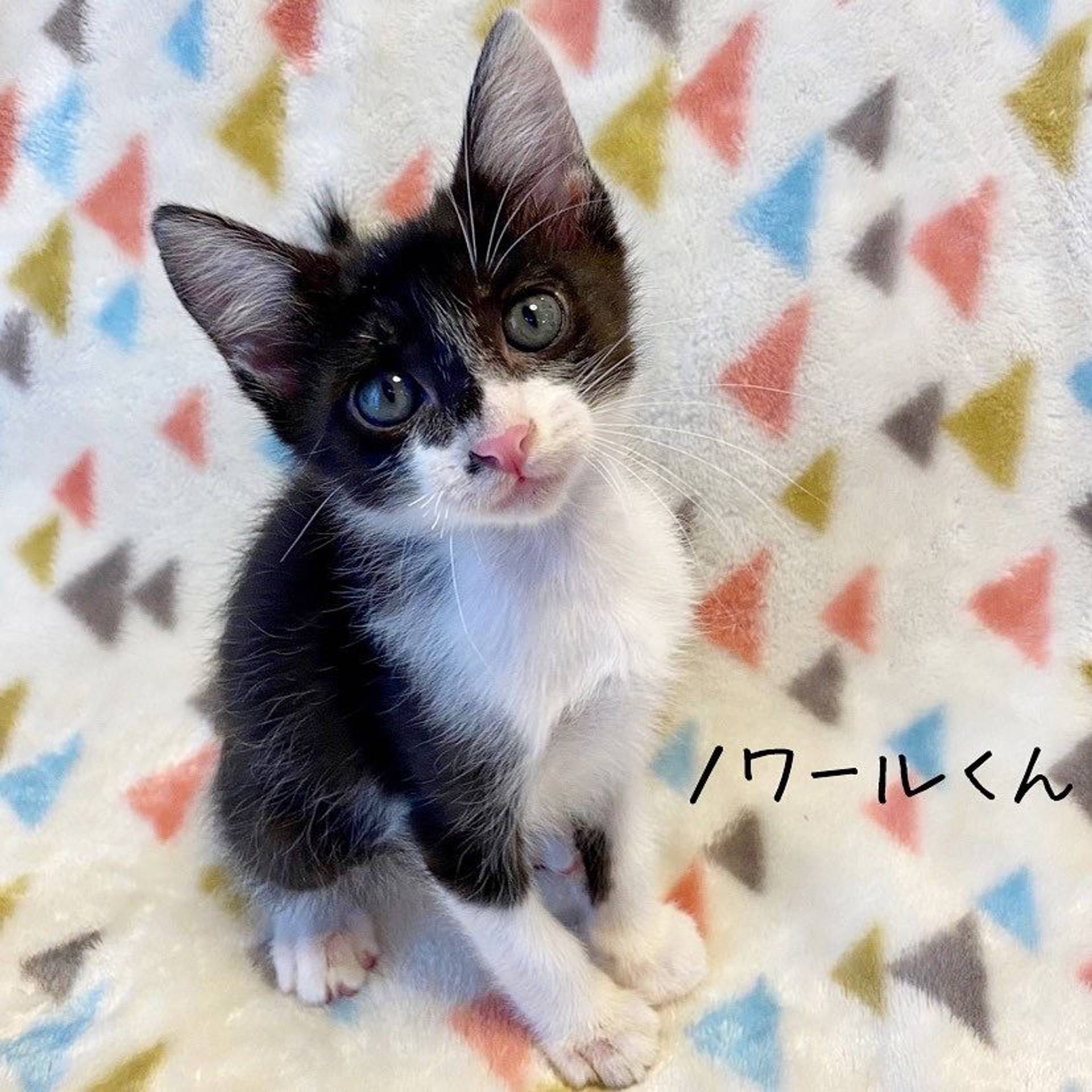 雑種（ミックス猫）・オスの里親募集の写真