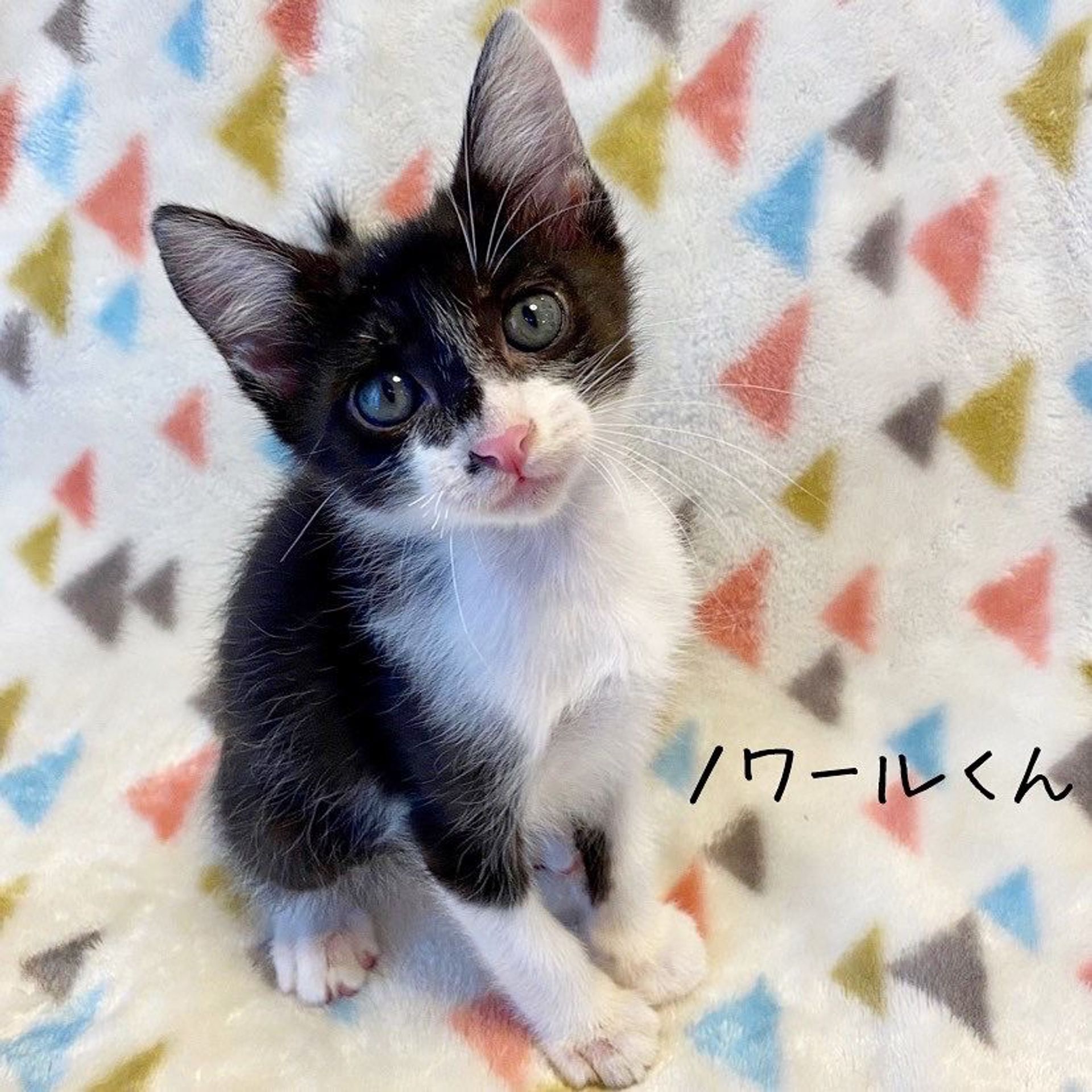 雑種（ミックス猫）・オスの里親募集の写真