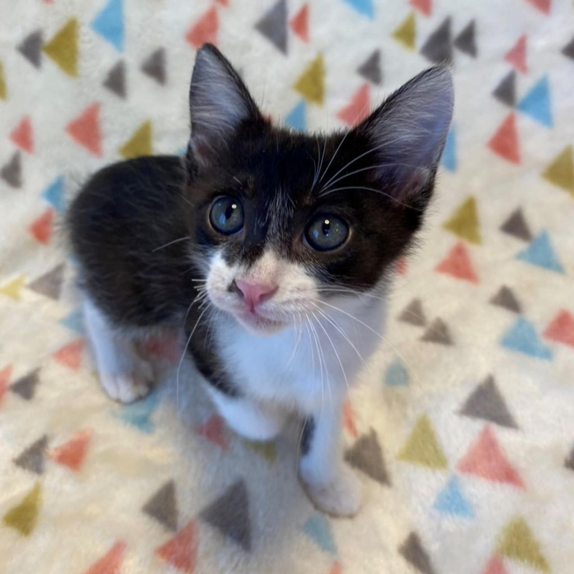 pet-image-3