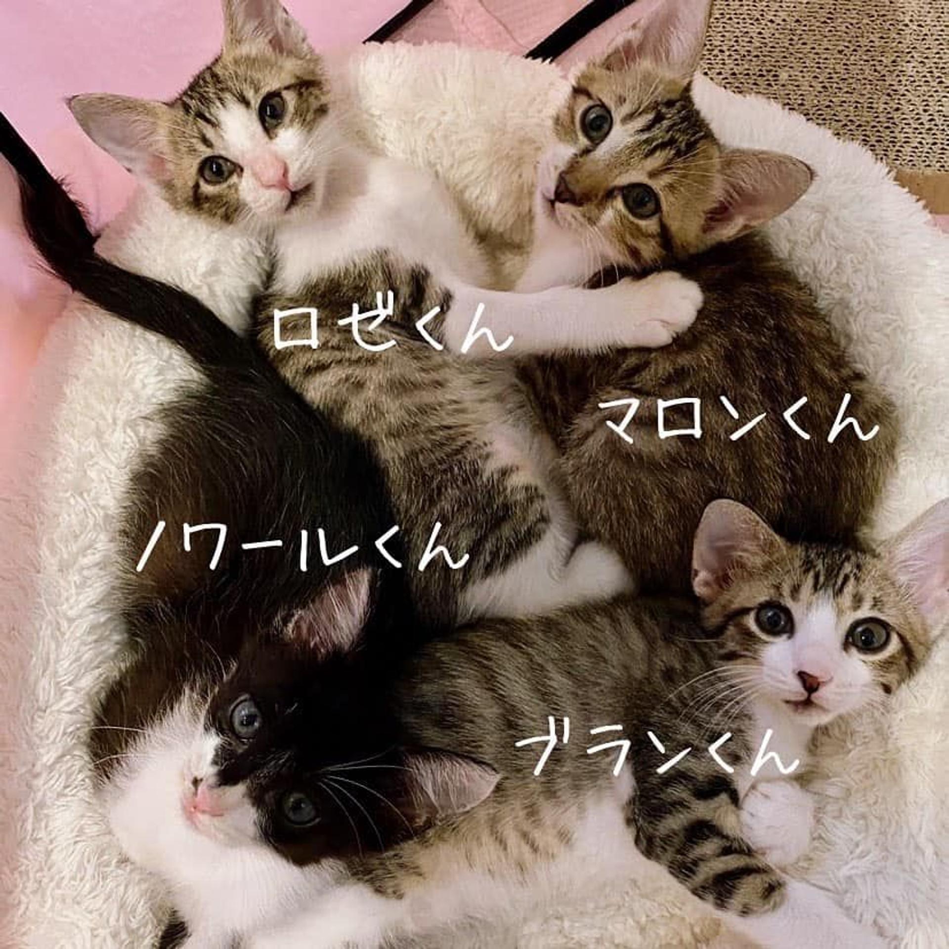 pet-image-7