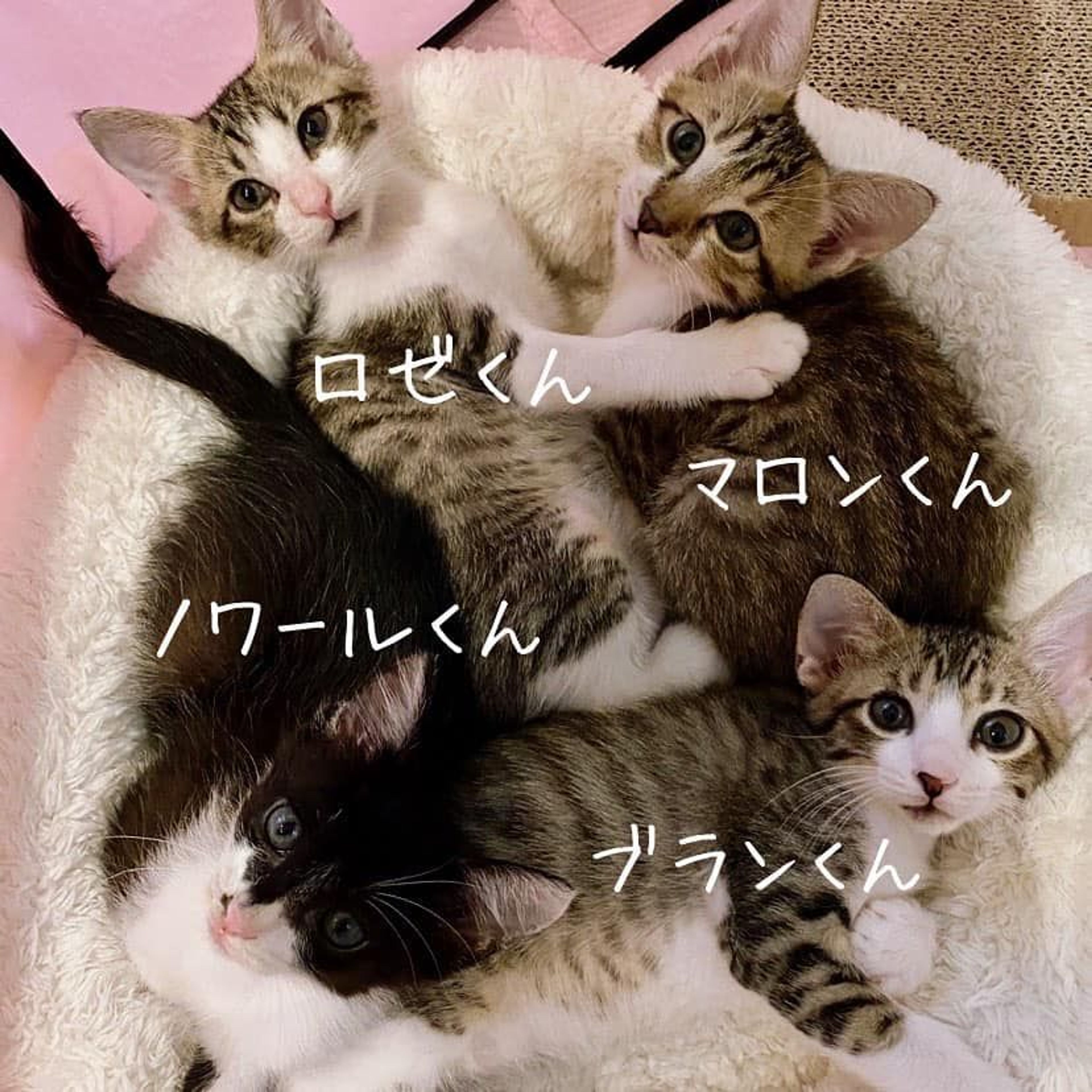 pet-image-7