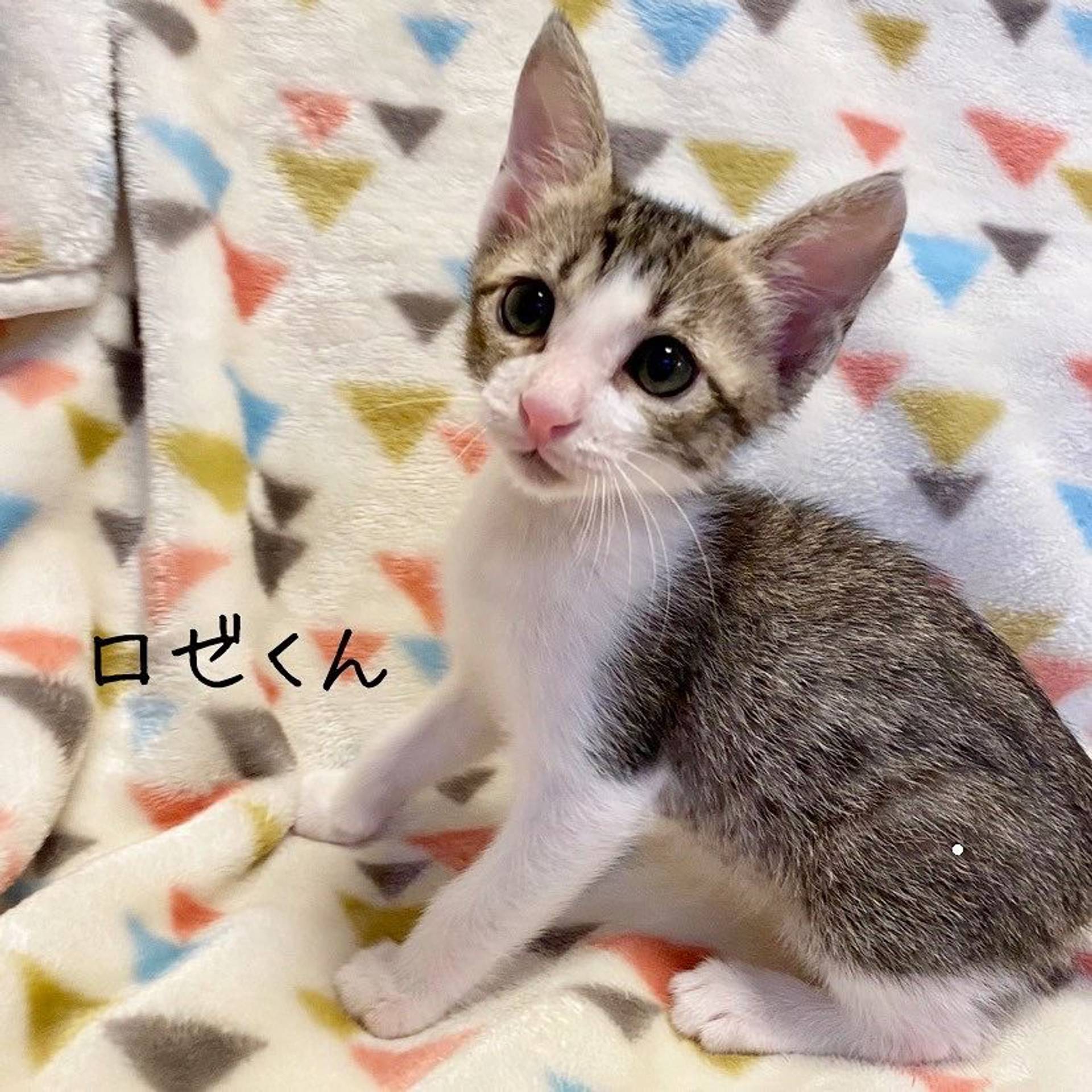 雑種（ミックス猫）・オスの里親募集の写真