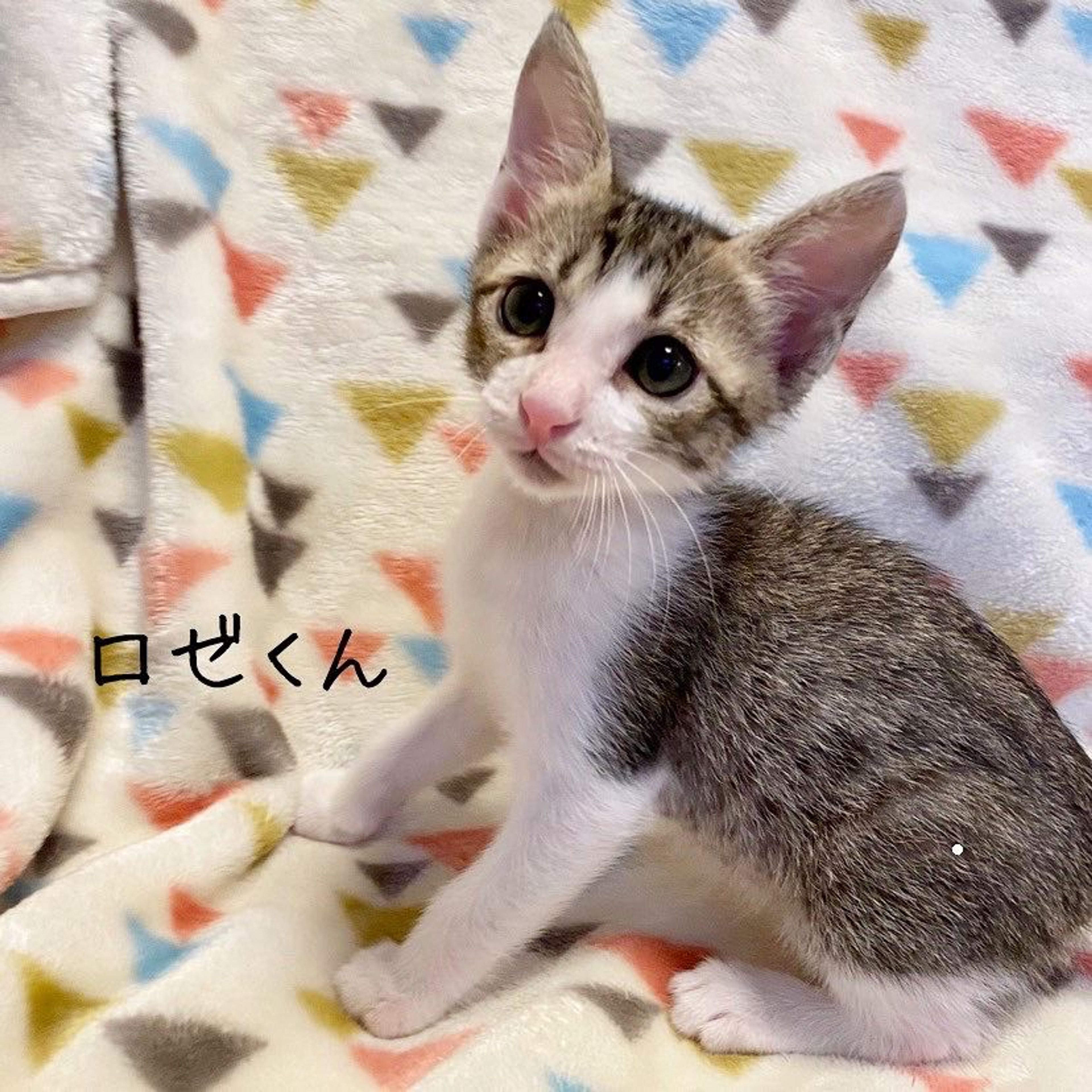 雑種（ミックス猫）・オスの里親募集の写真
