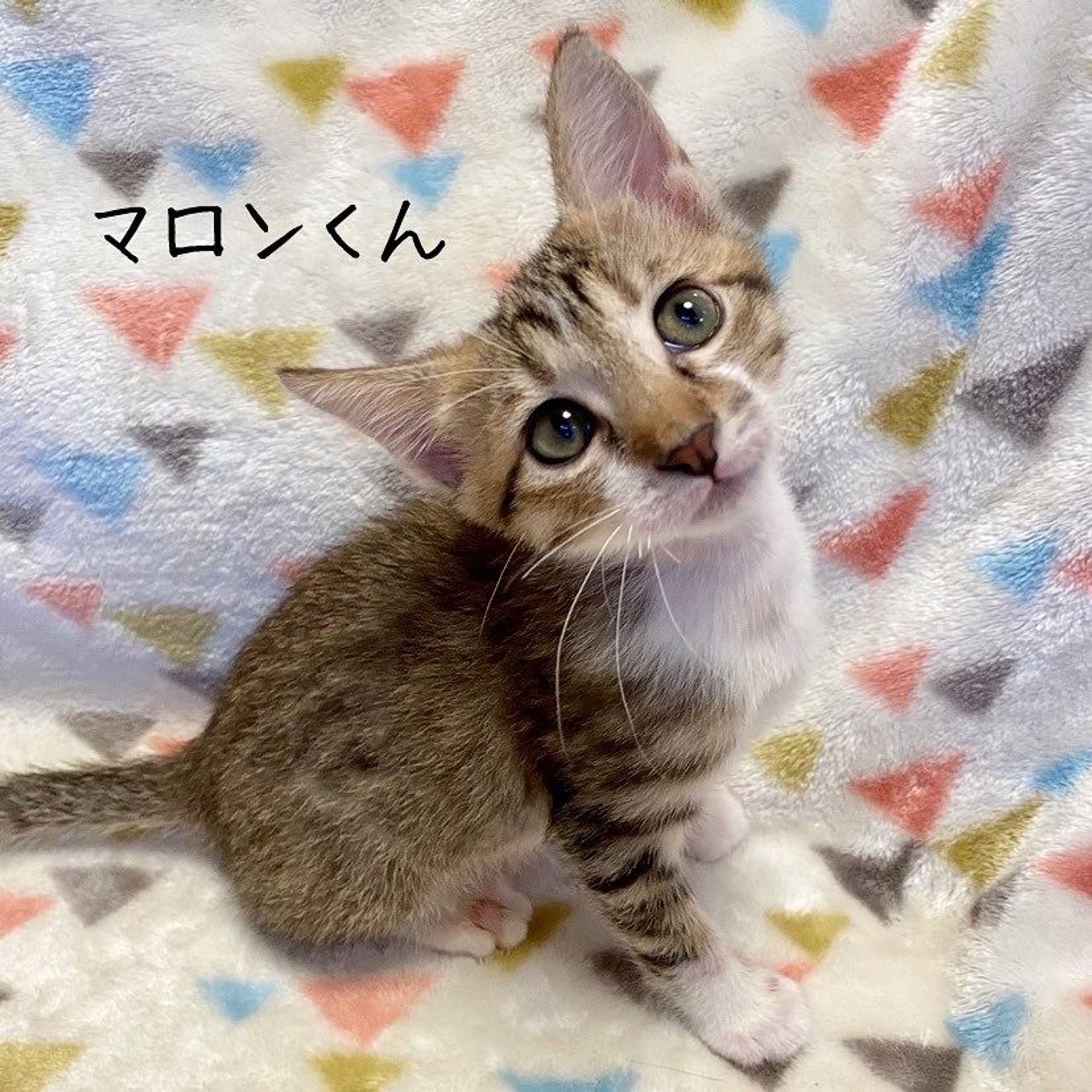 雑種（ミックス猫）・オスの里親募集の写真