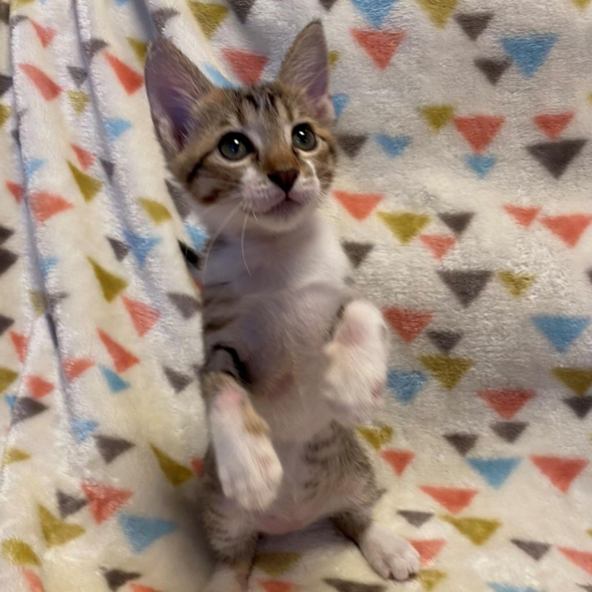 pet-image-6