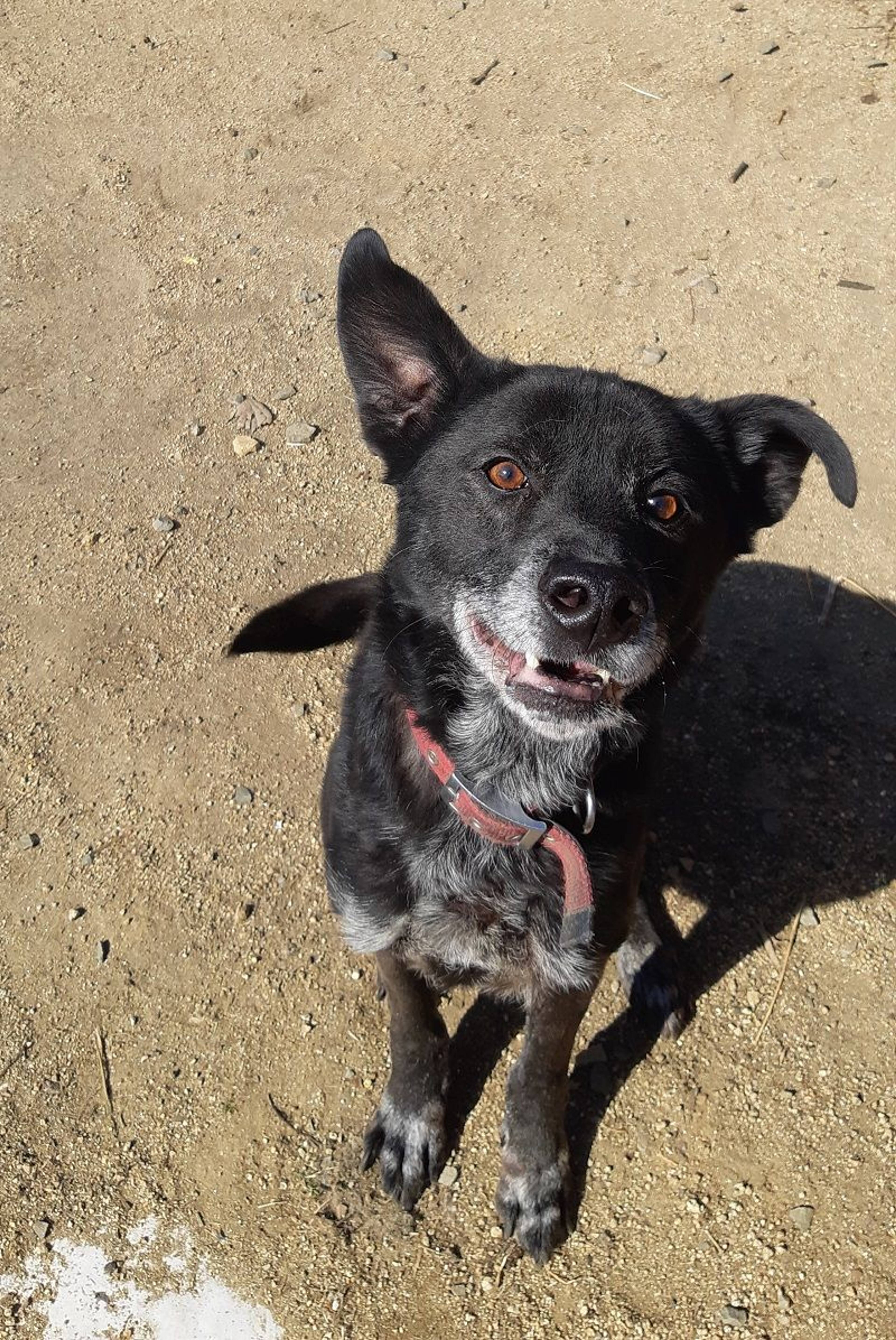 雑種（ミックス犬）・オスの里親募集の写真