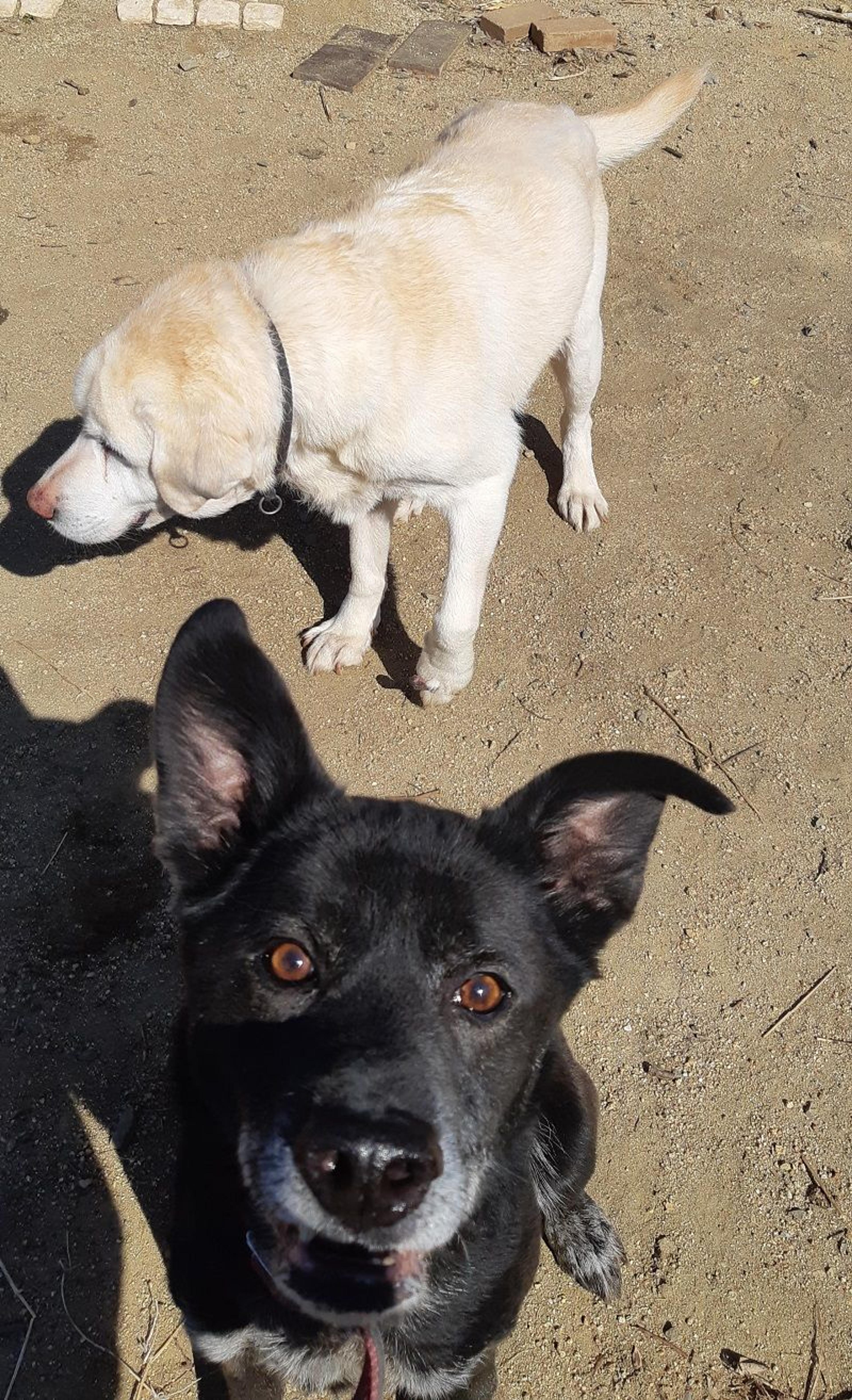 pet-image-2