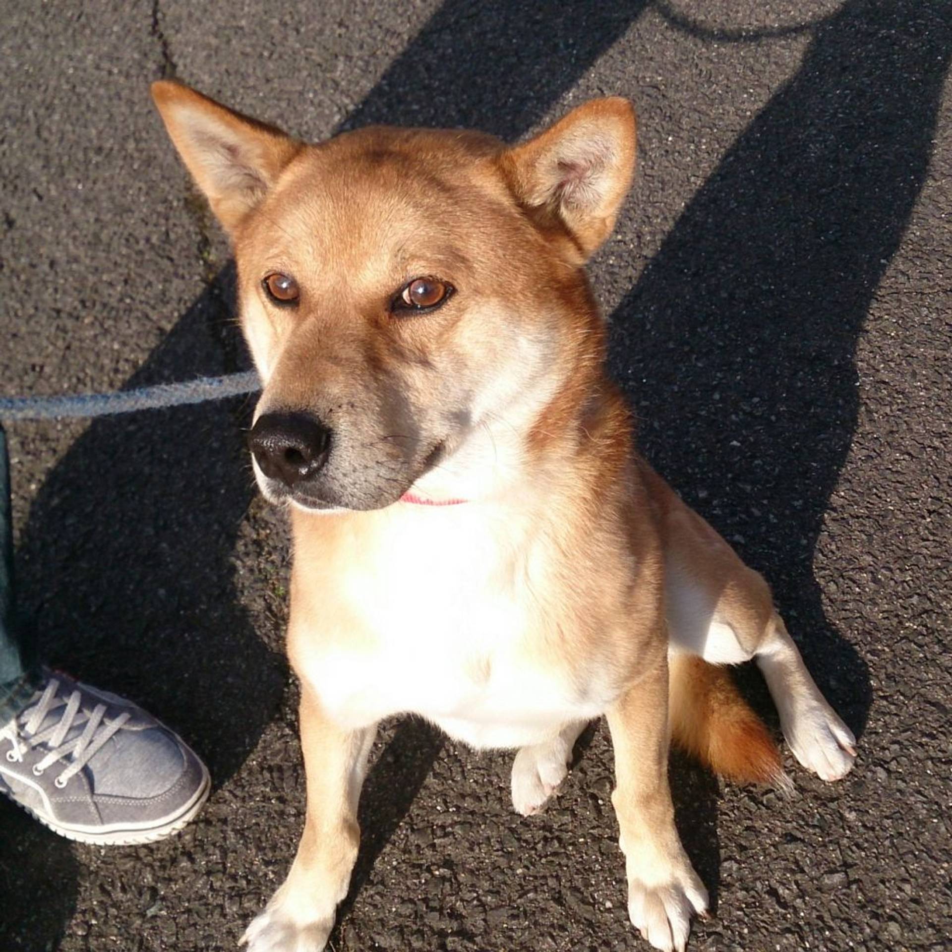 雑種（ミックス犬）・オスの里親募集の写真