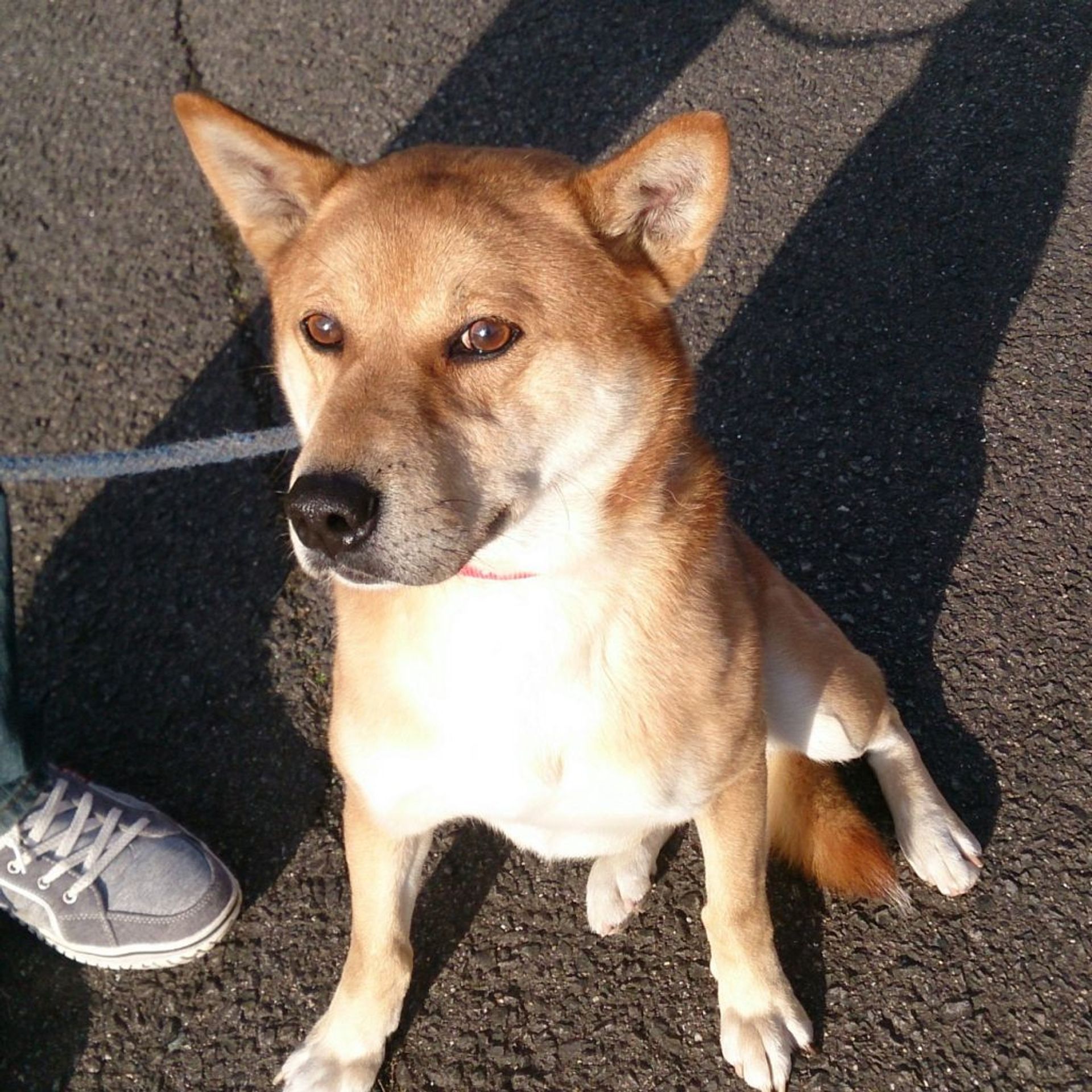 雑種（ミックス犬）・オスの里親募集の写真