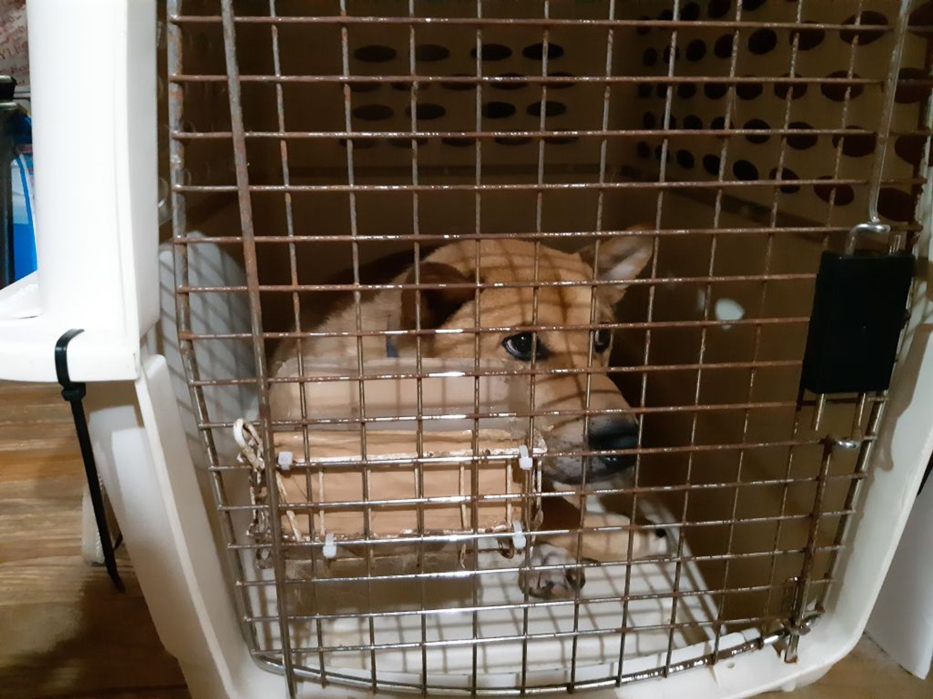 雑種（ミックス犬）・オスの里親募集の写真