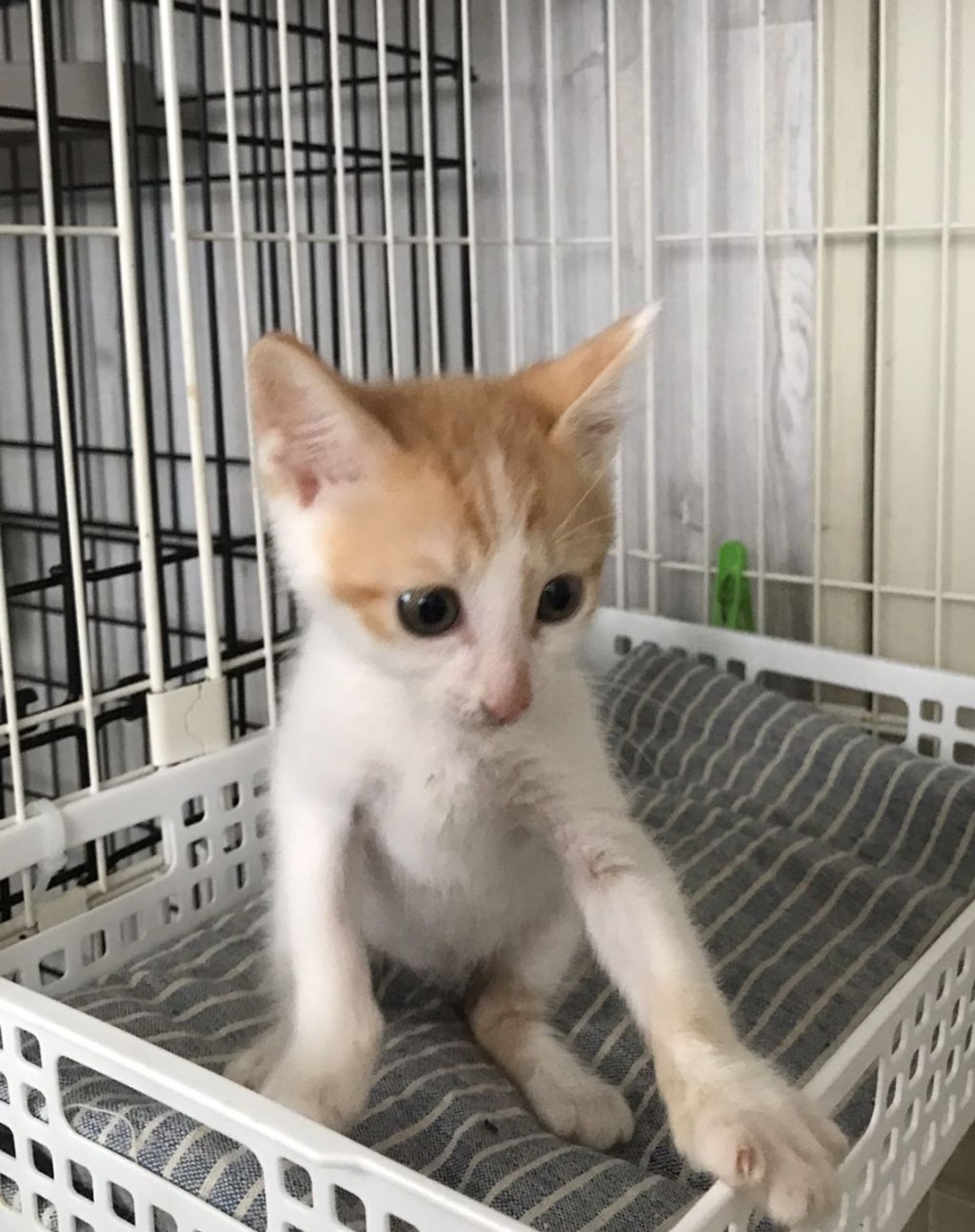 雑種（ミックス猫）・オスの里親募集の写真