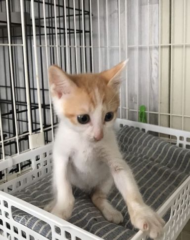 ちゃあたの写真