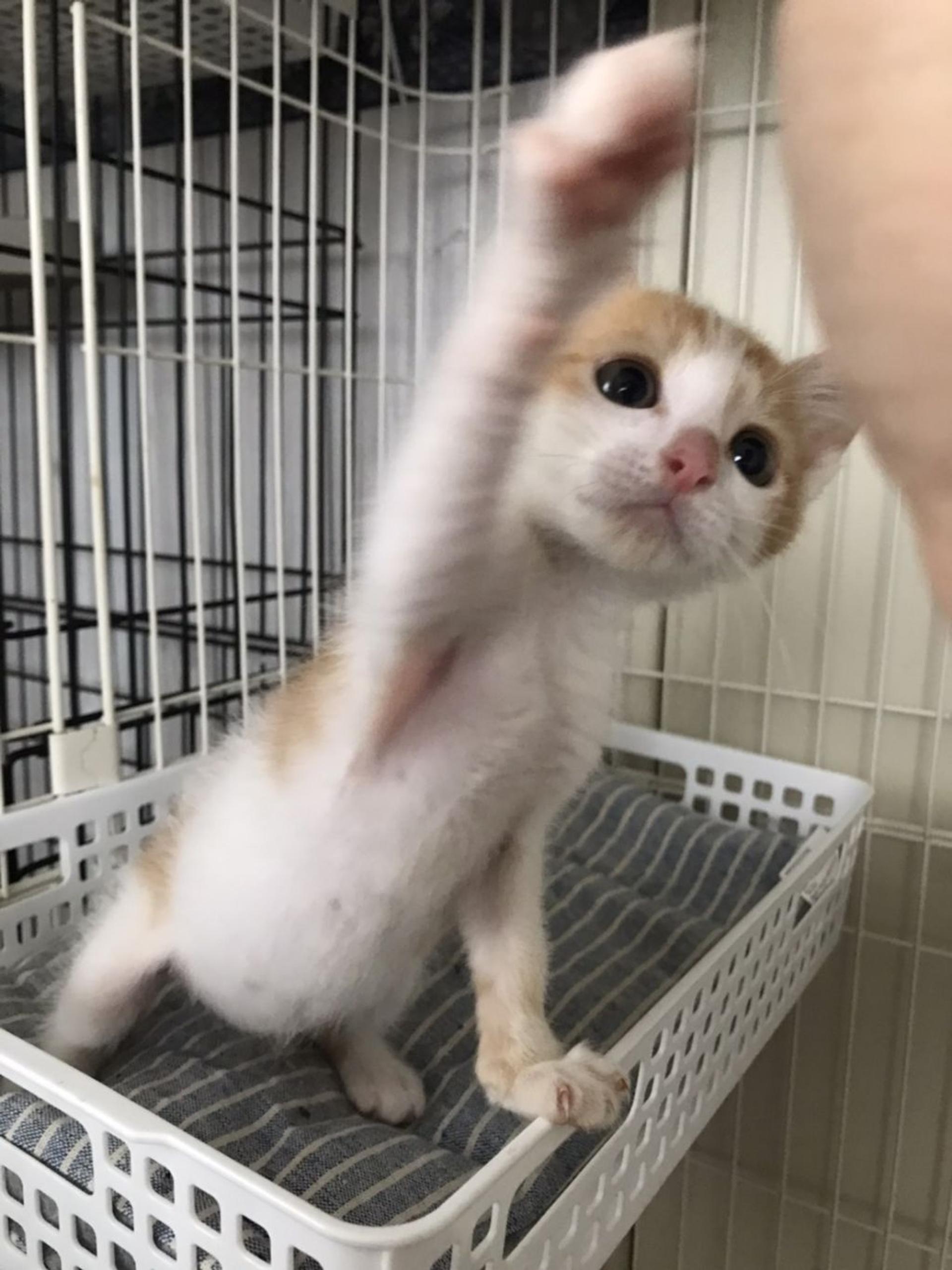pet-image-2
