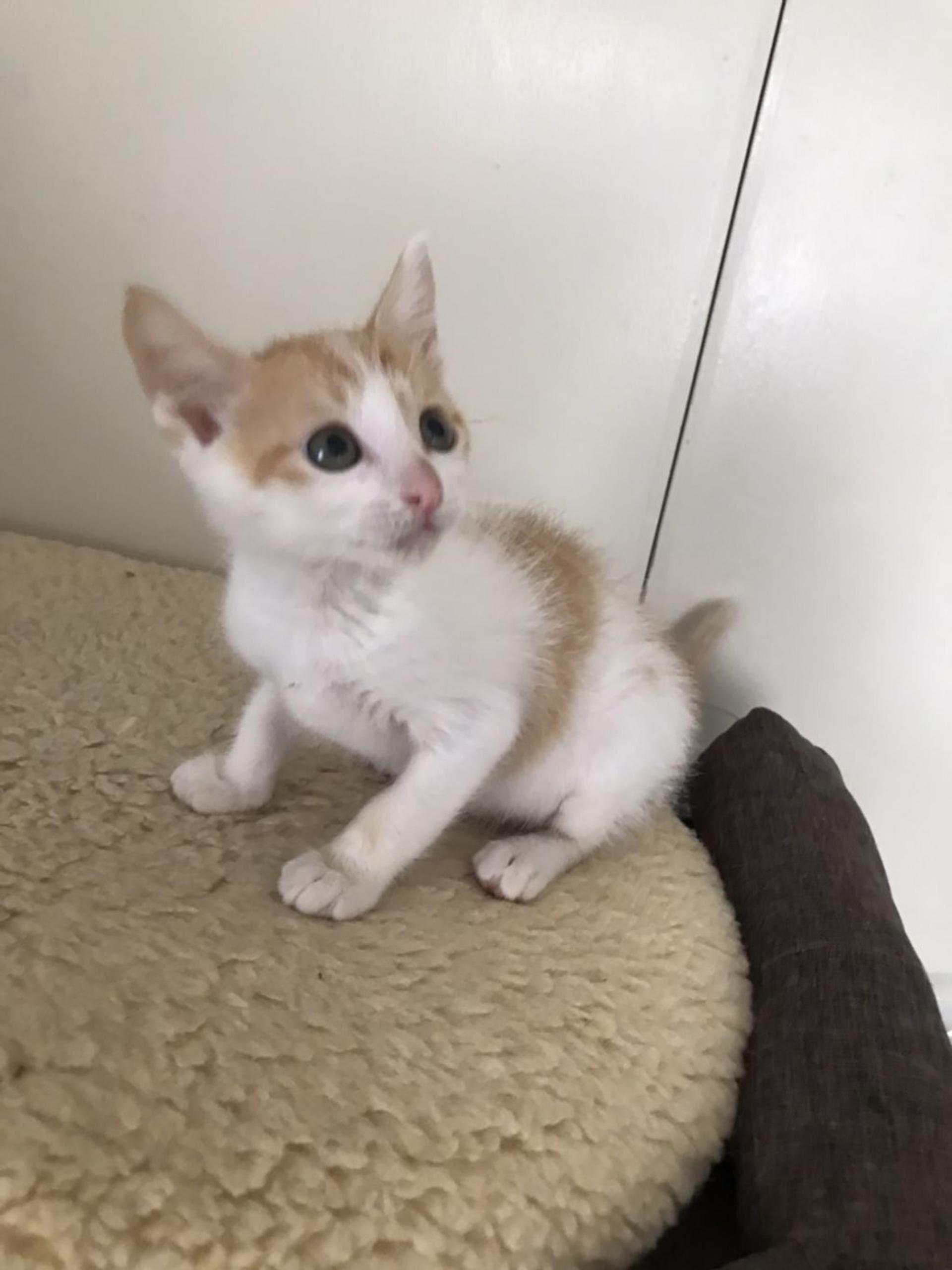 pet-image-4