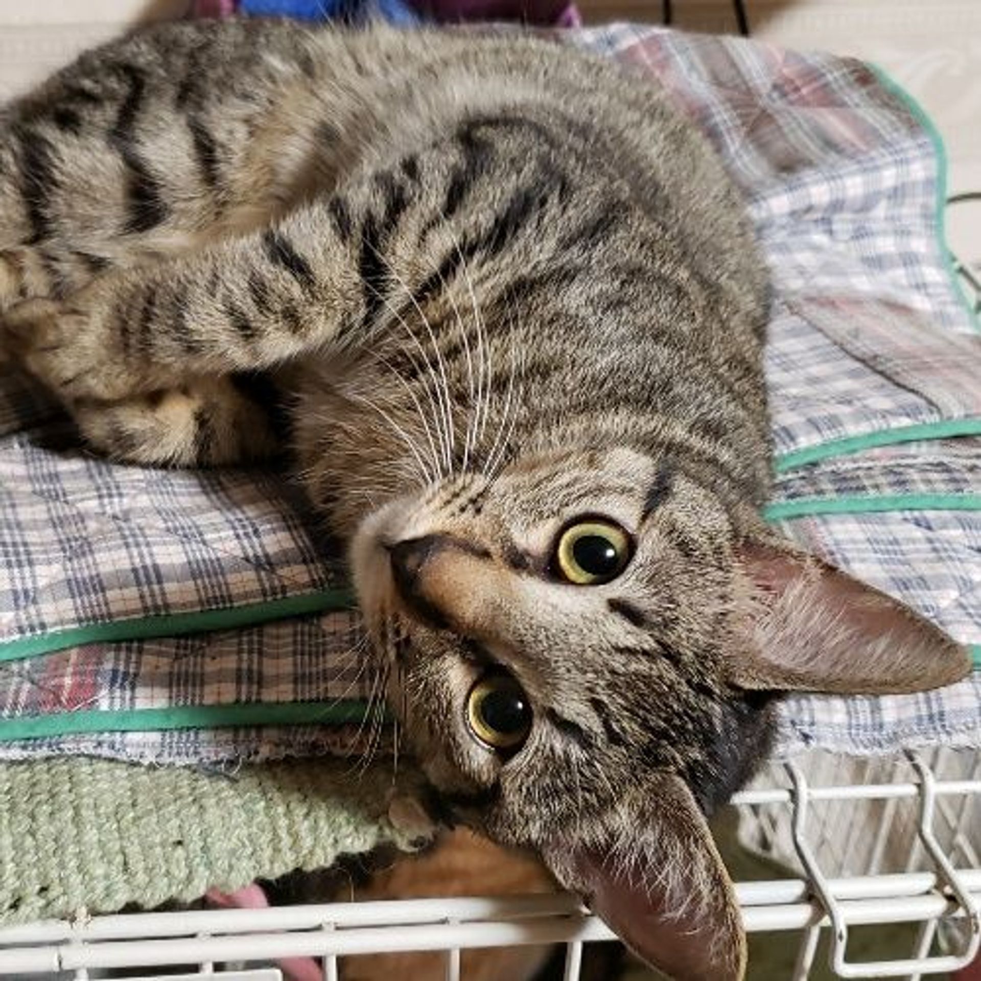 雑種（ミックス猫）・オスの里親募集の写真
