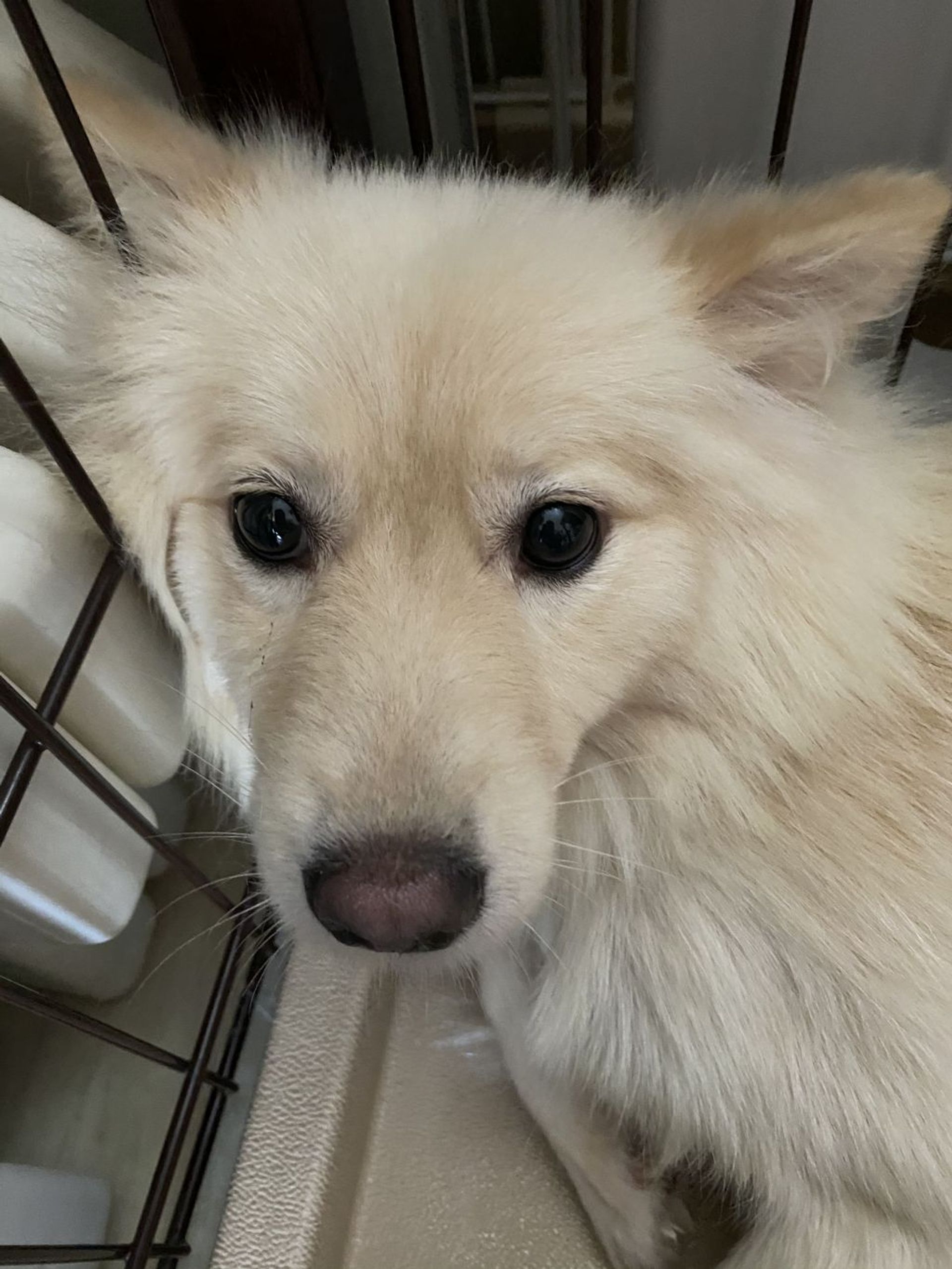 雑種（ミックス犬）・メスの里親募集の写真