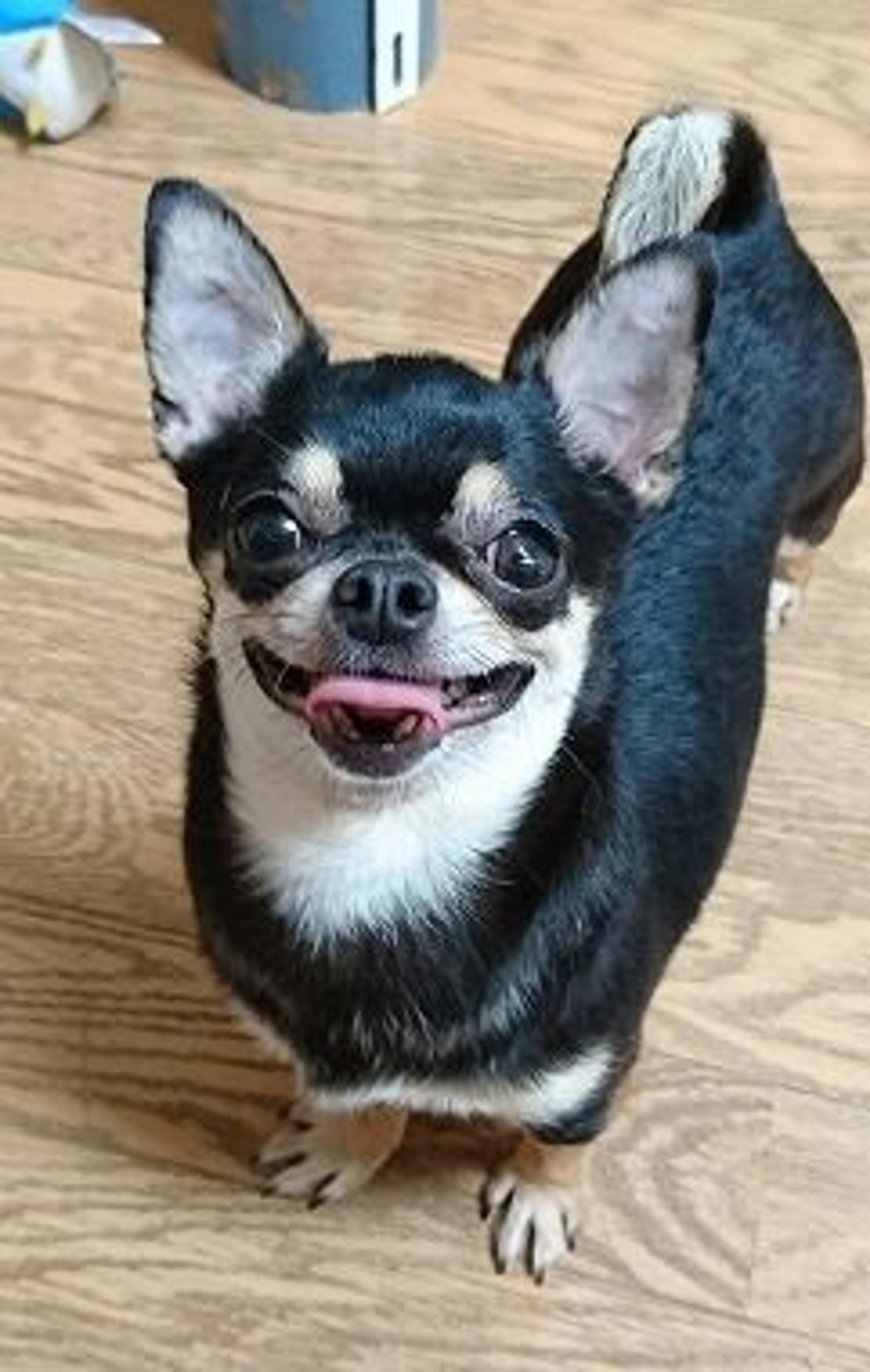 pet-image-2
