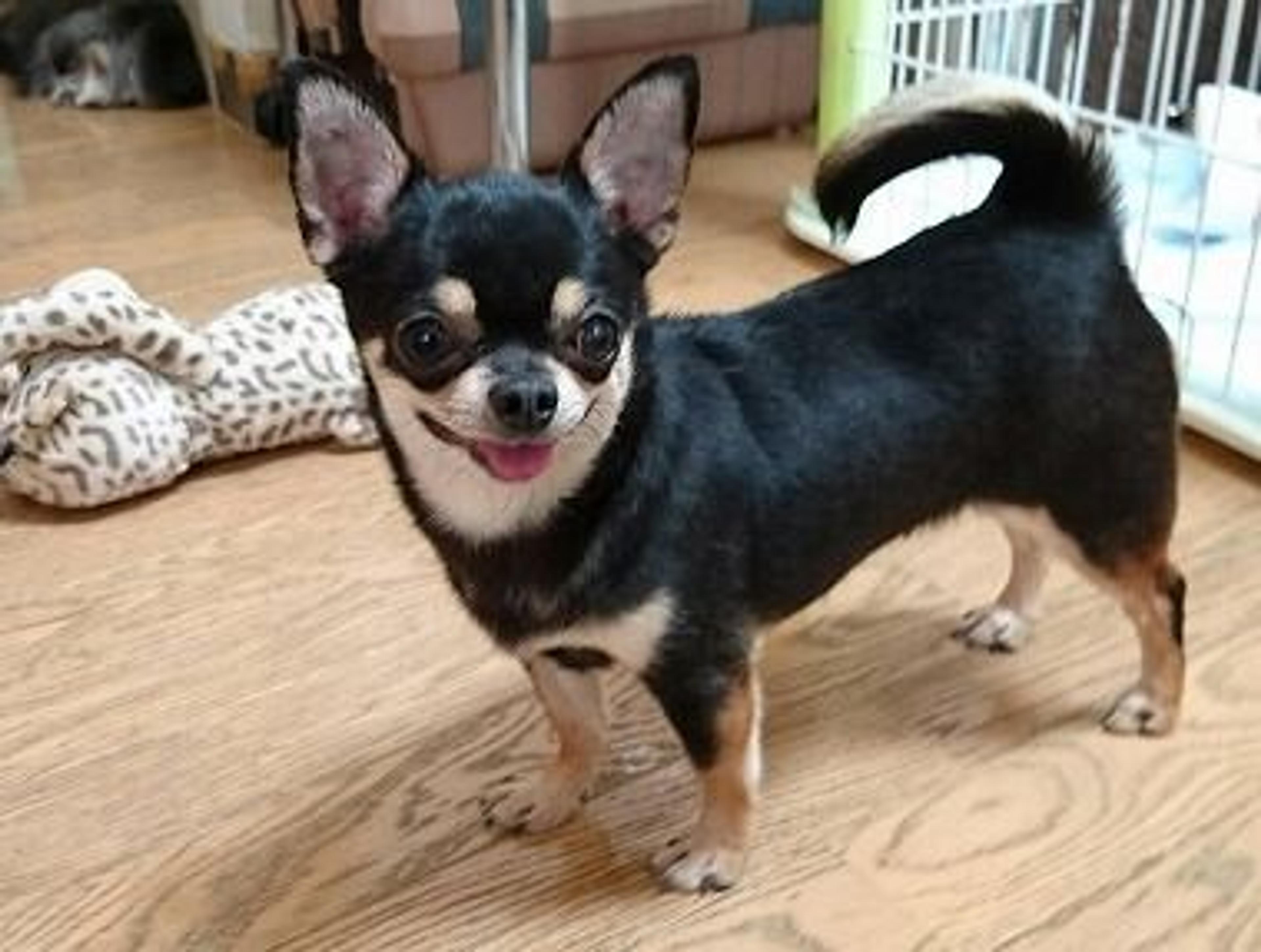 pet-image-3