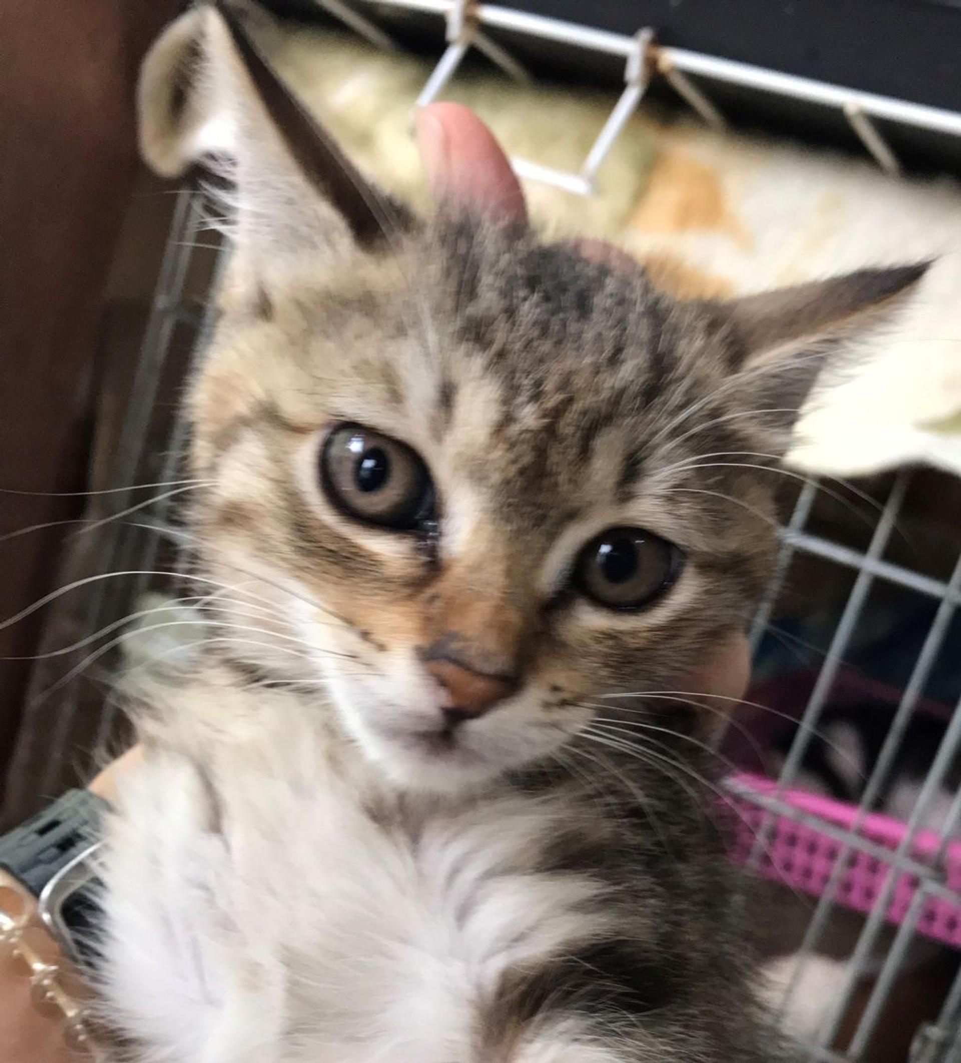 pet-image-2