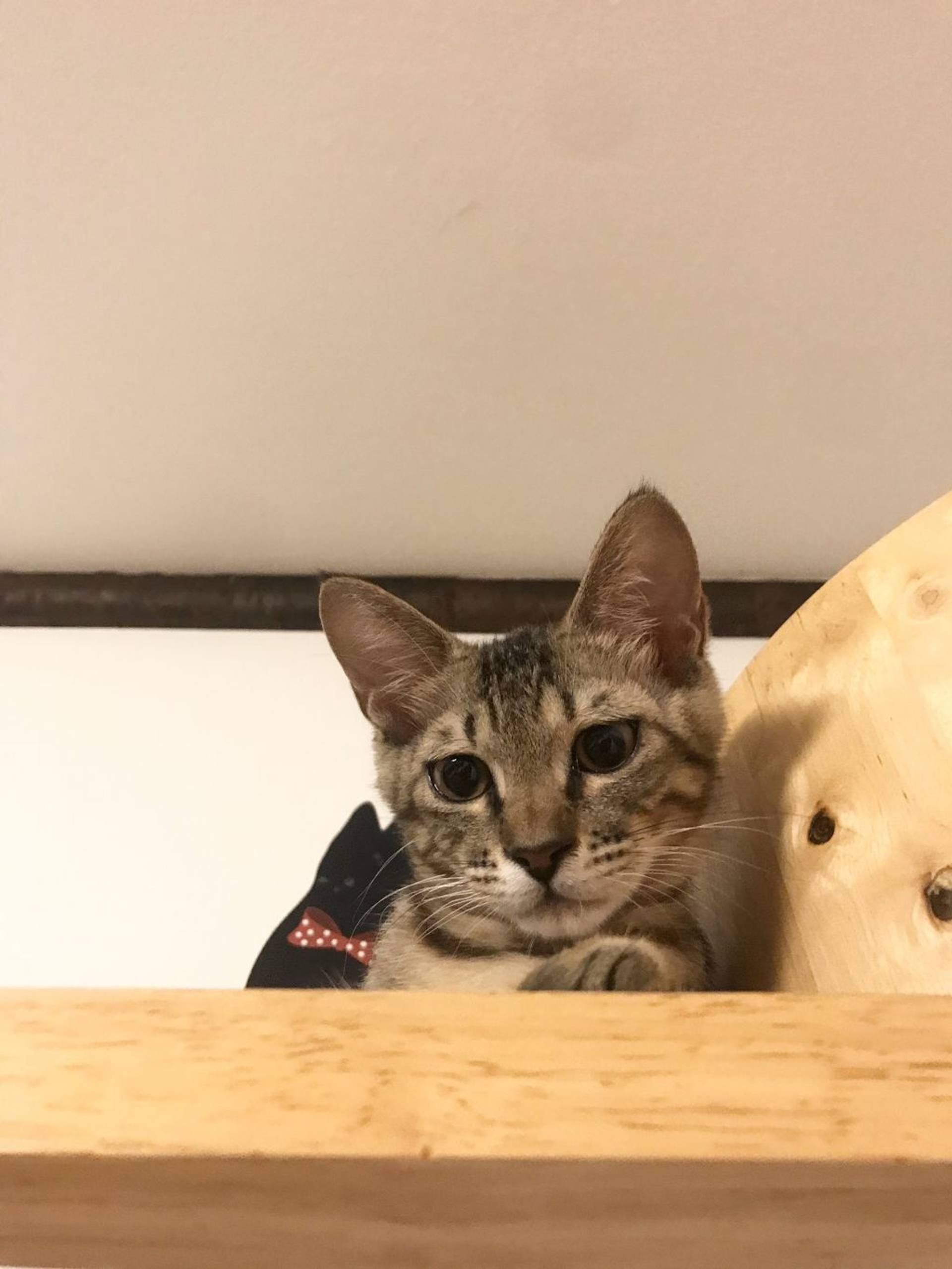 雑種（ミックス猫）・メスの里親募集の写真
