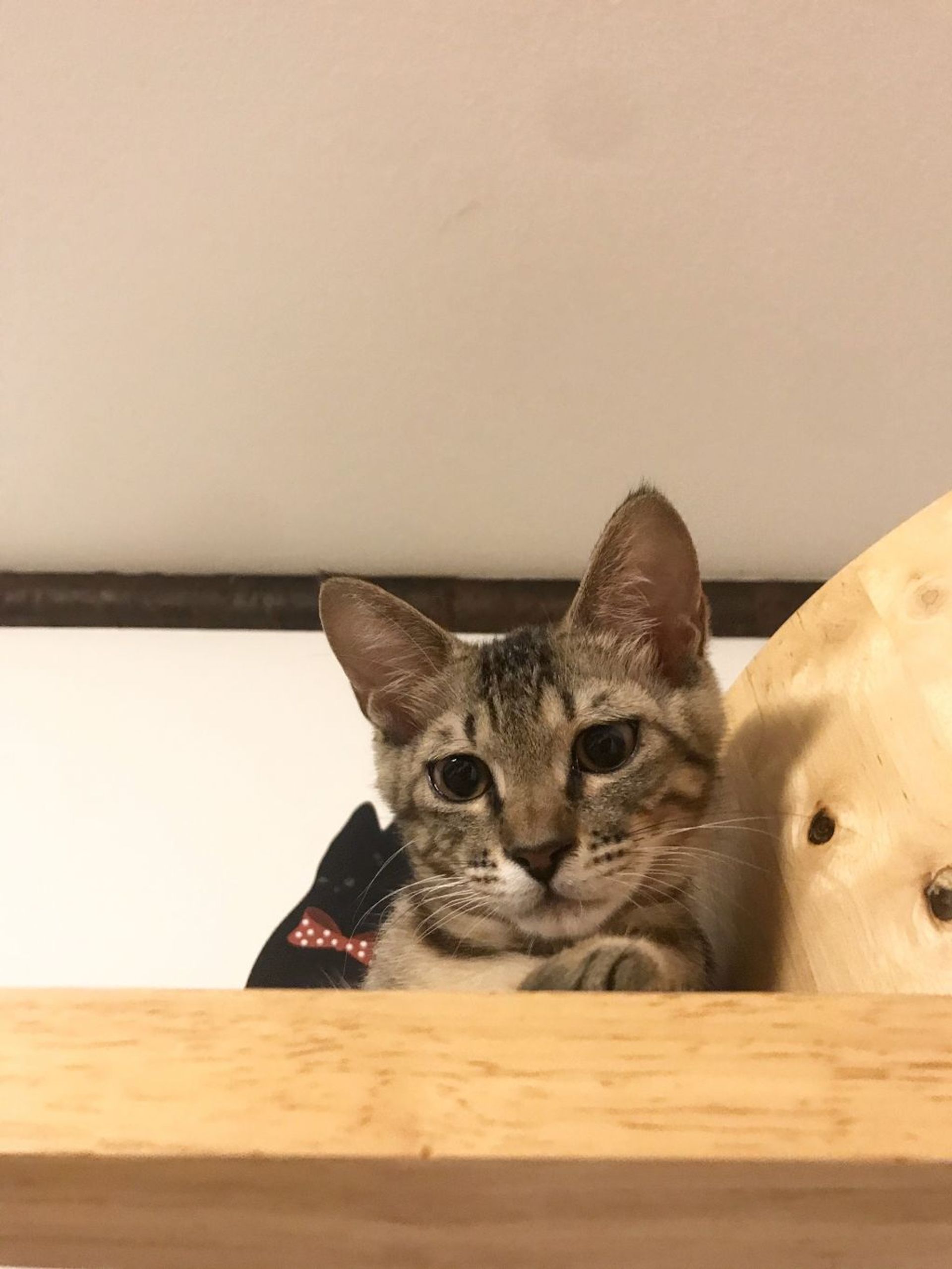 雑種（ミックス猫）・メスの里親募集の写真