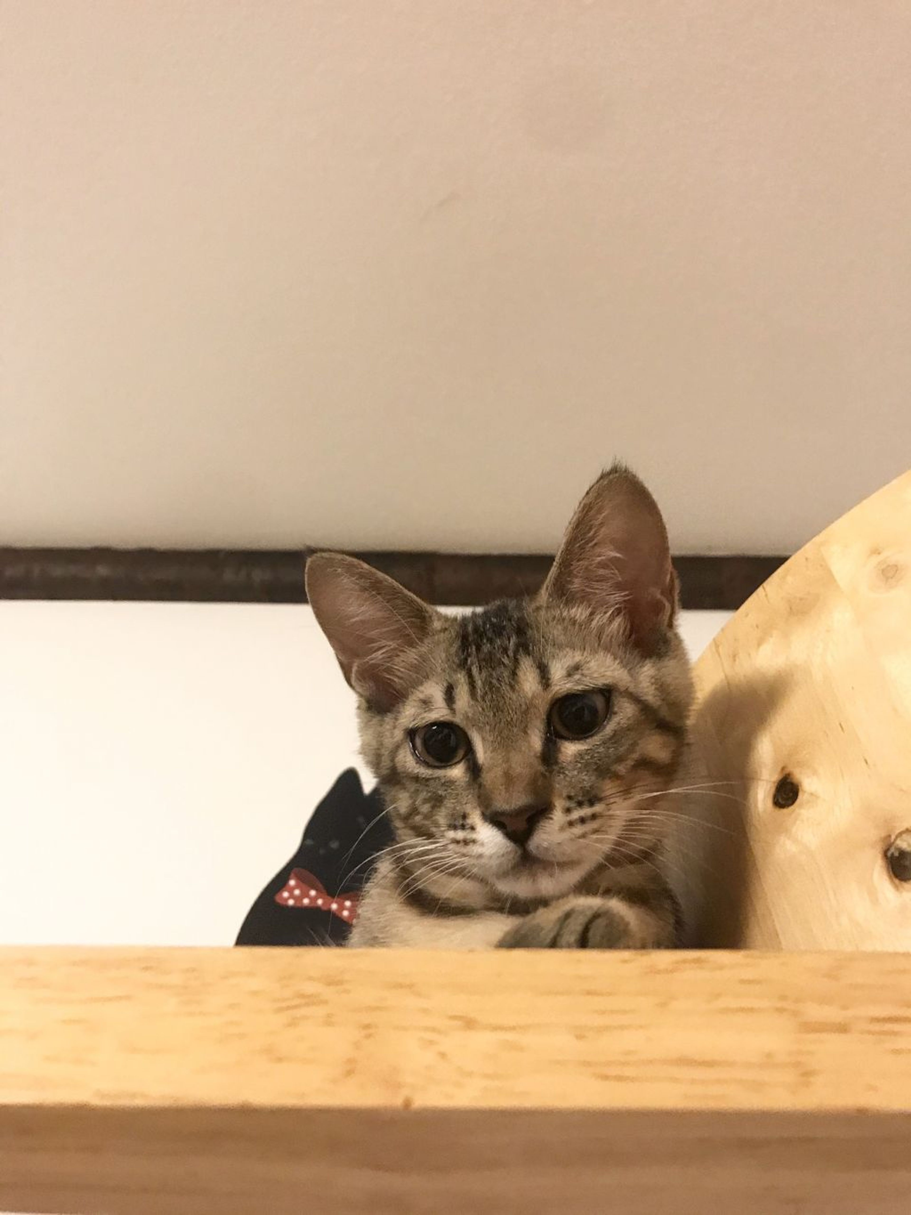 雑種（ミックス猫）・メスの里親募集の写真