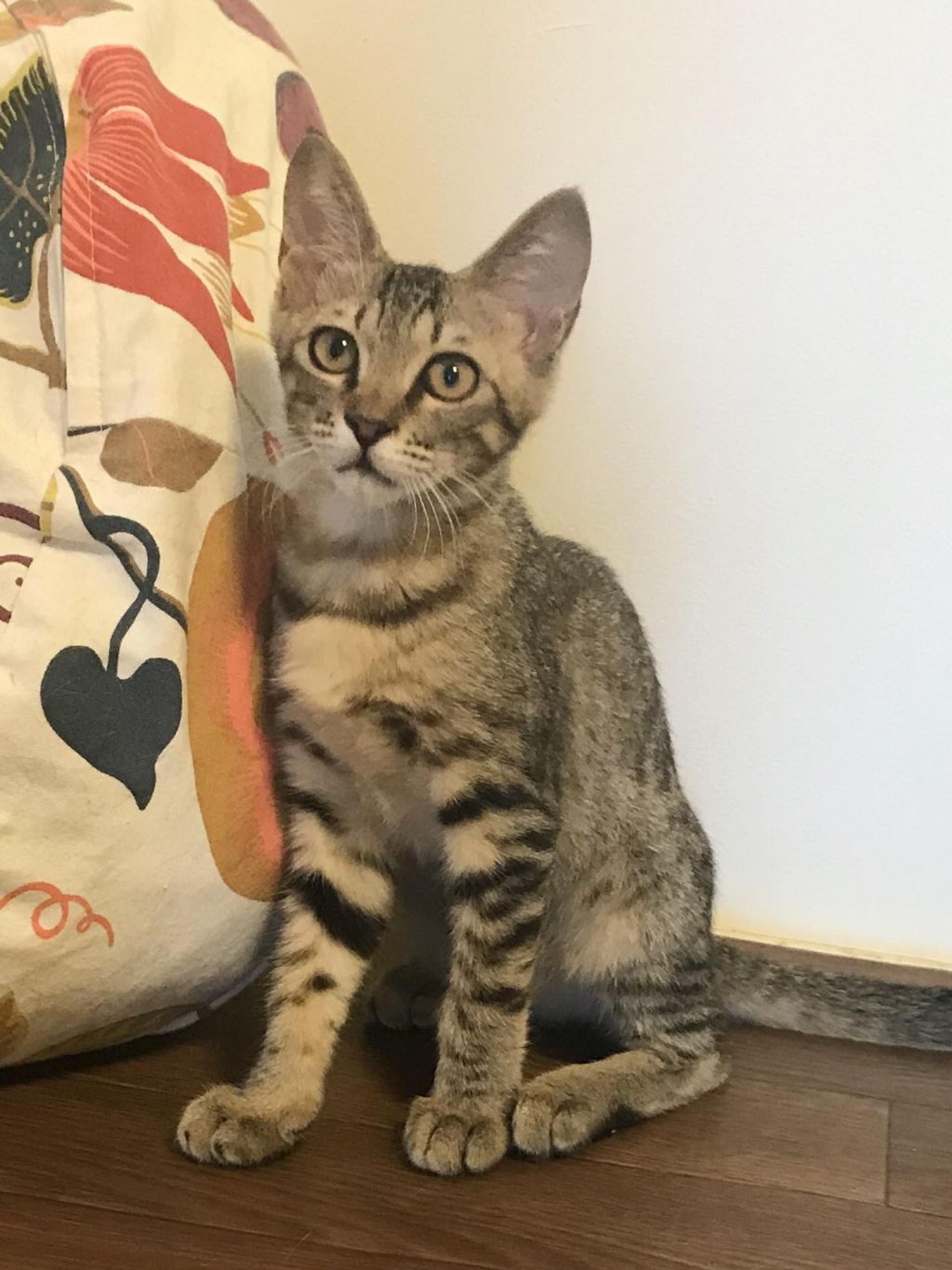 pet-image-2