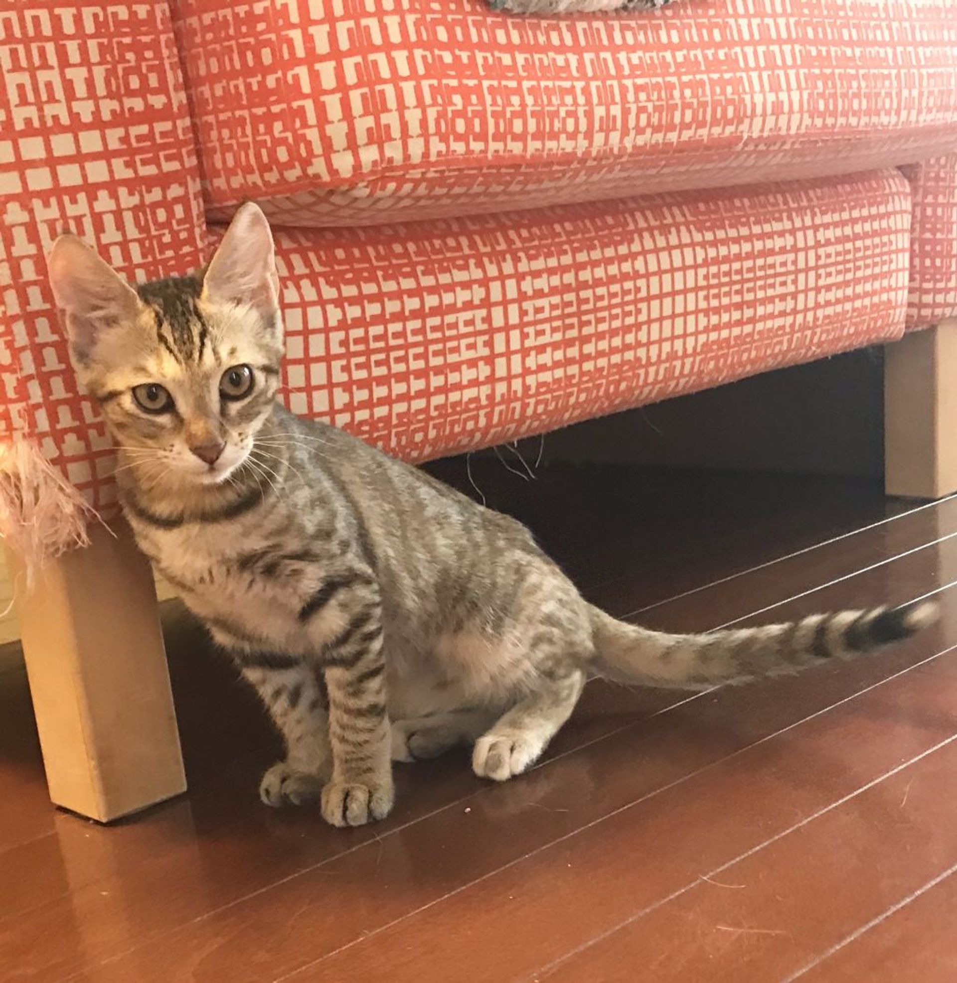 雑種（ミックス猫）・メスの里親募集の写真