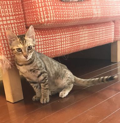 やね子の写真