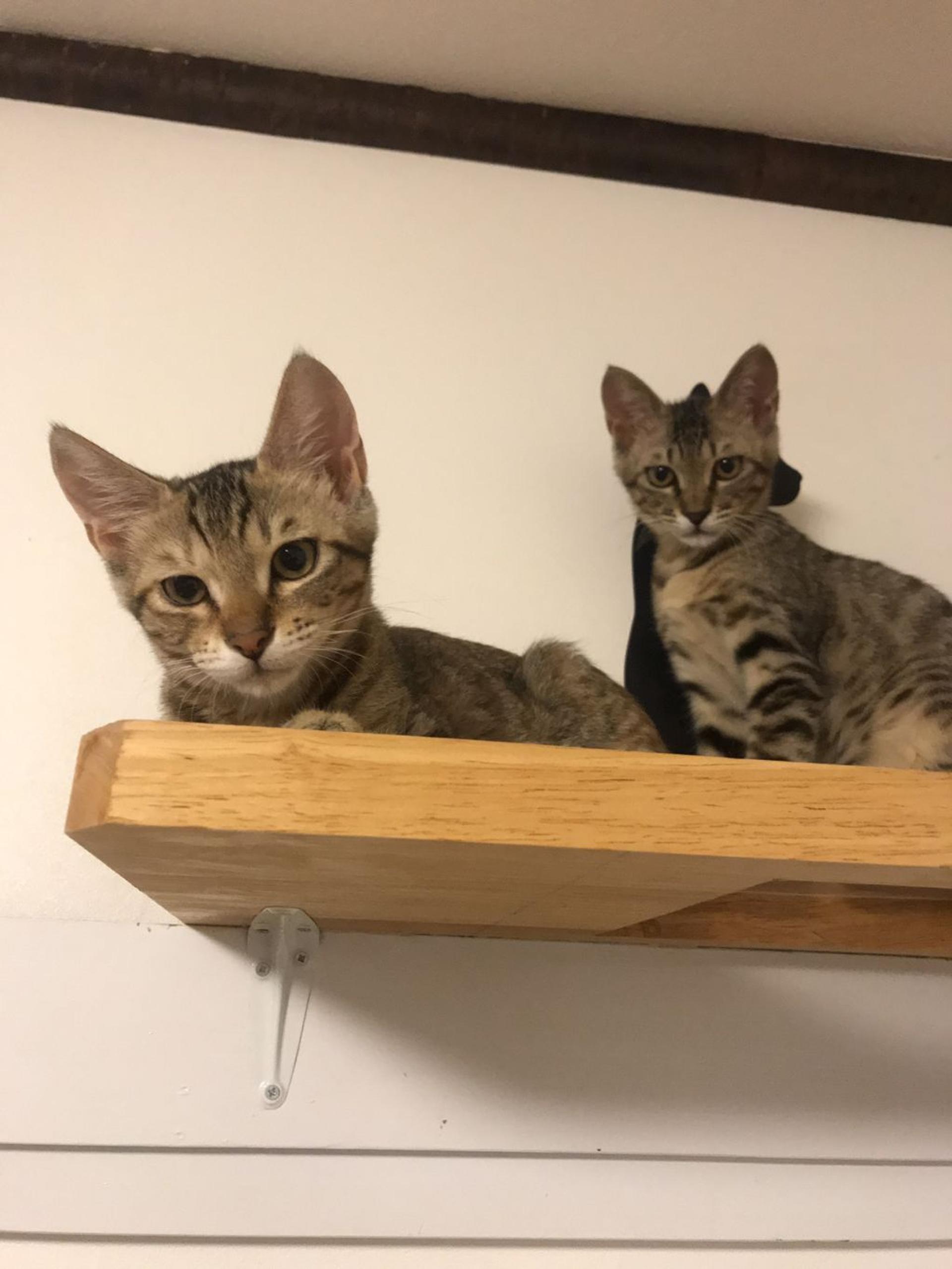 pet-image-8