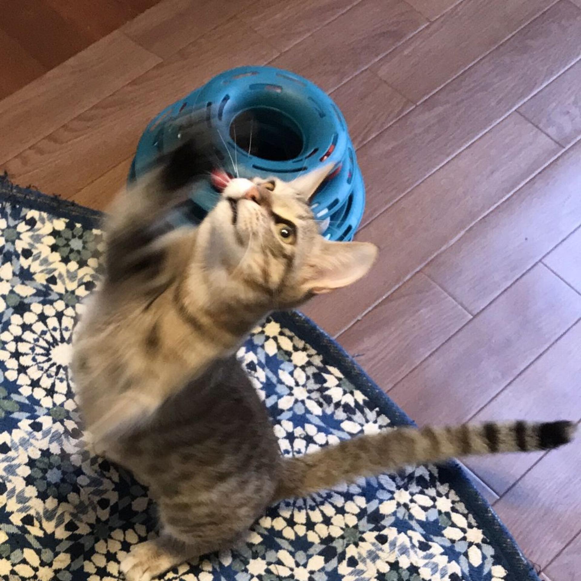 pet-image-9