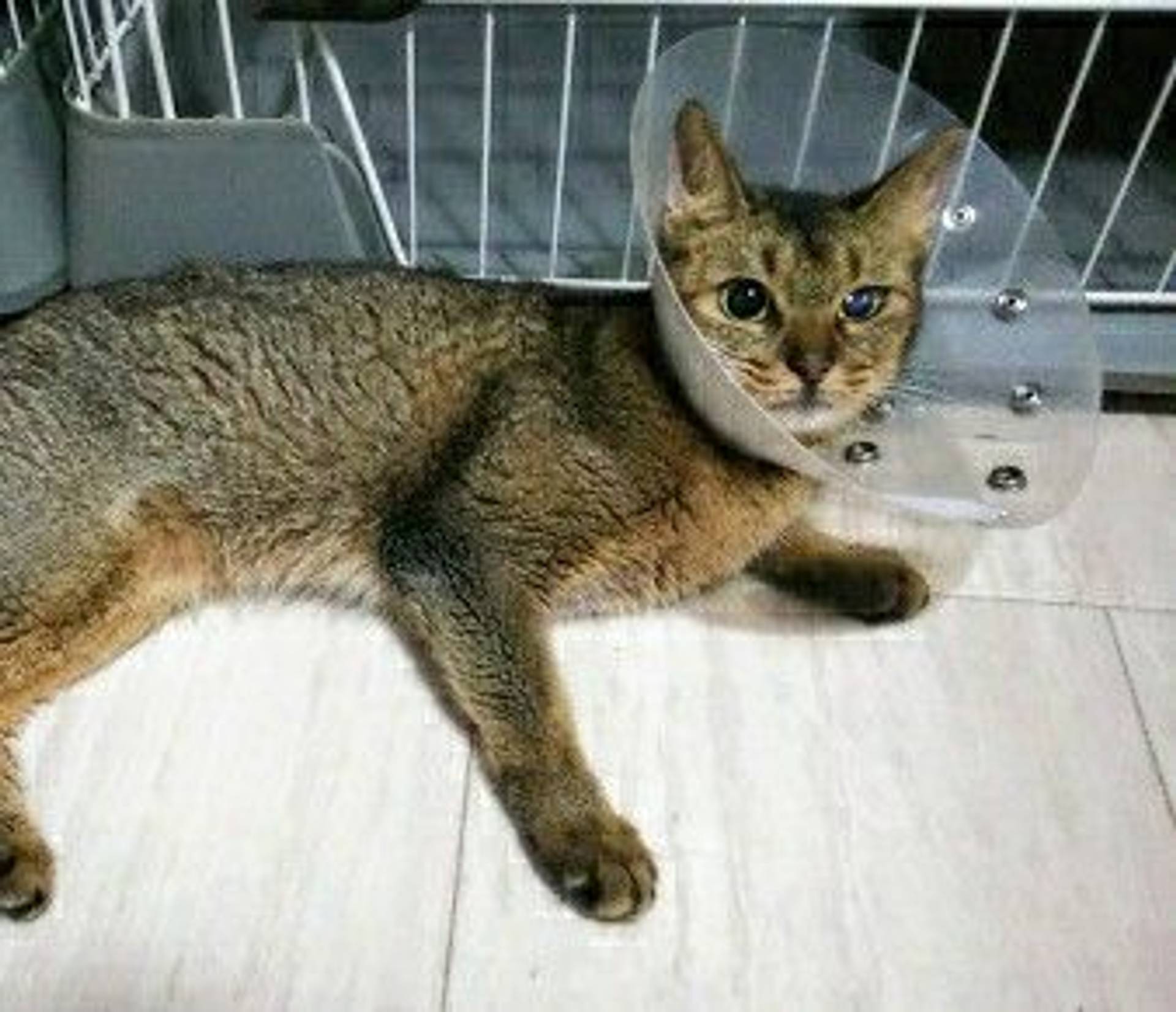 アビシニアン・メスの里親募集の写真