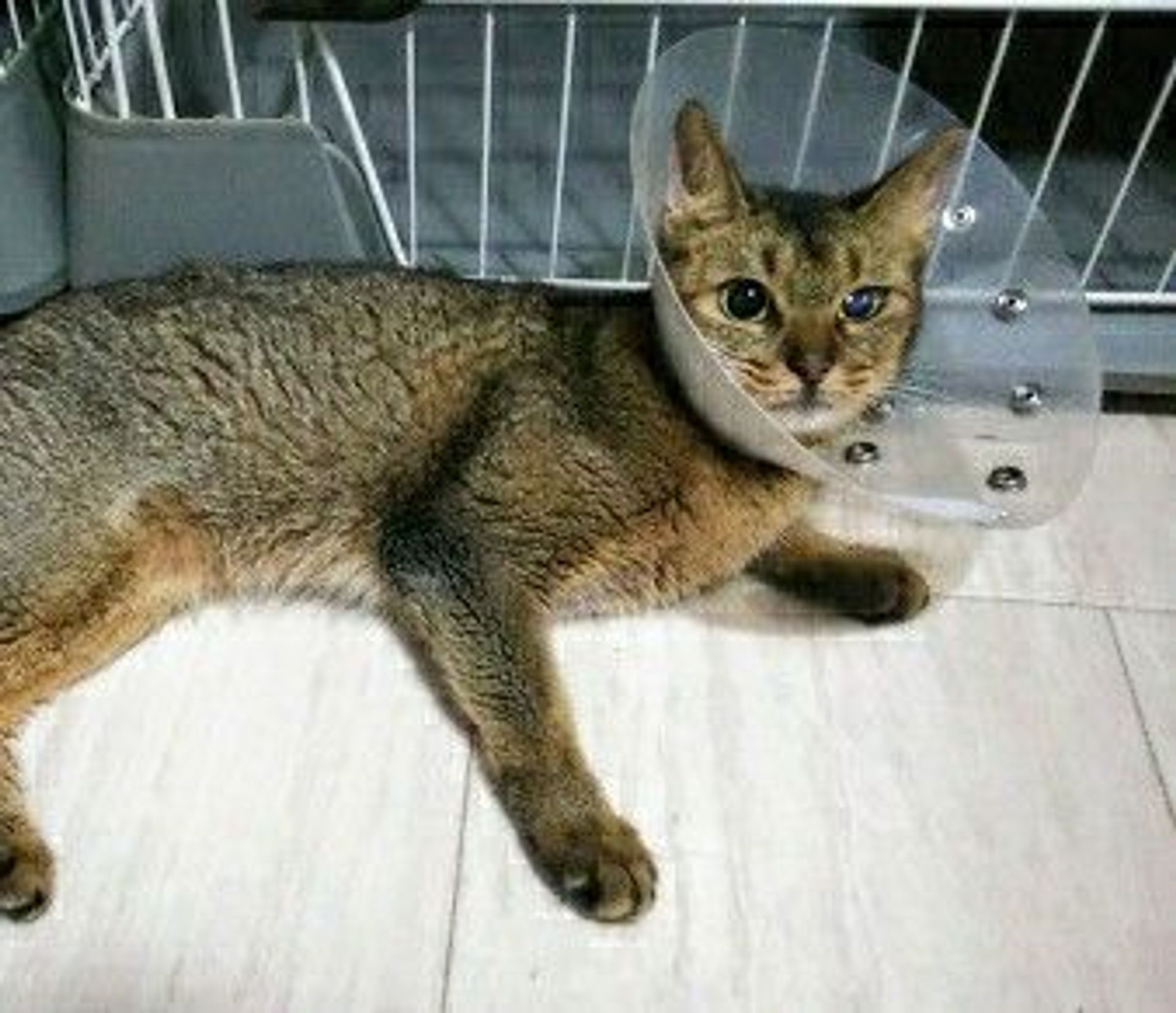 アビシニアン・メスの里親募集の写真