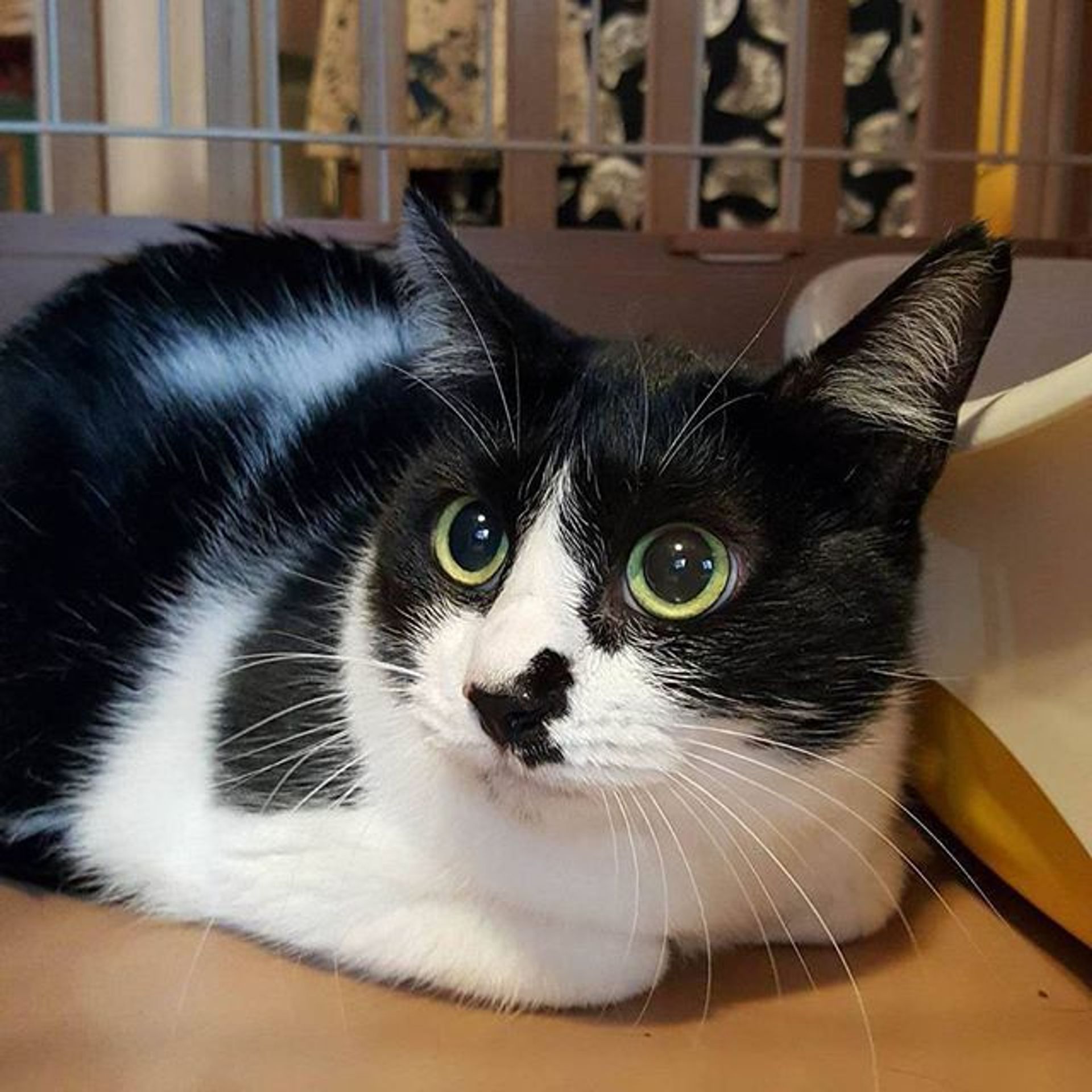 雑種（ミックス猫）・メスの里親募集の写真