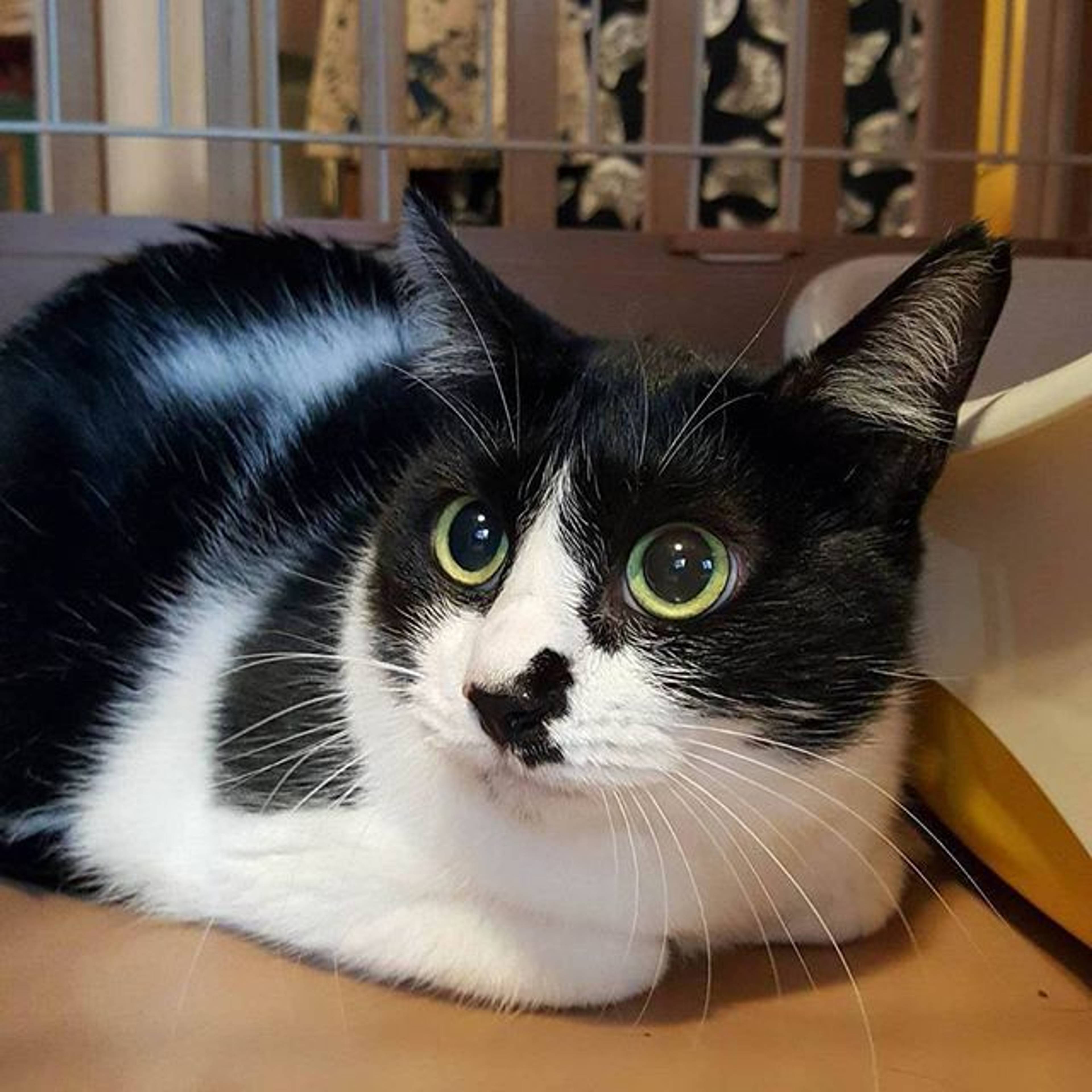 雑種（ミックス猫）・メスの里親募集の写真