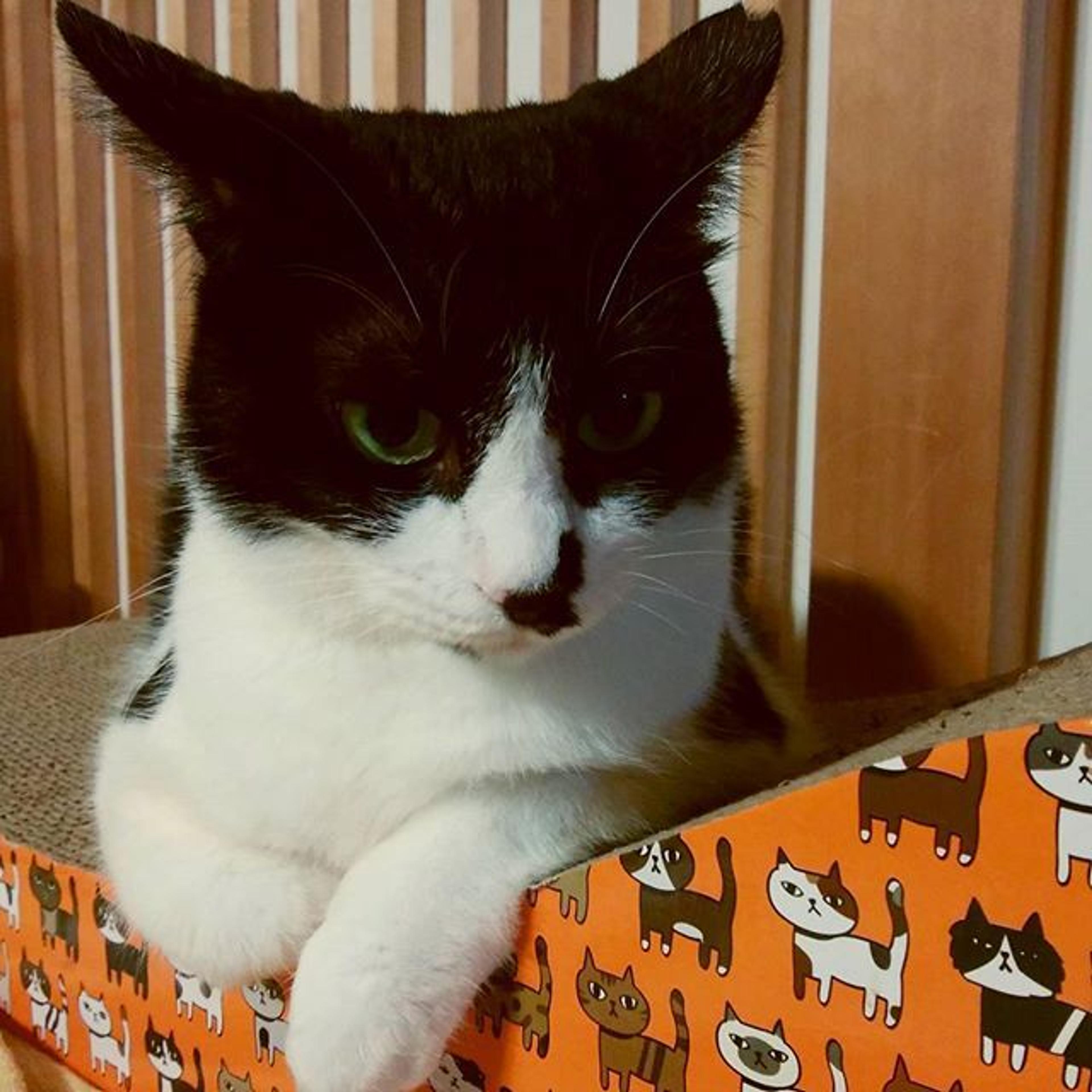 pet-image-2
