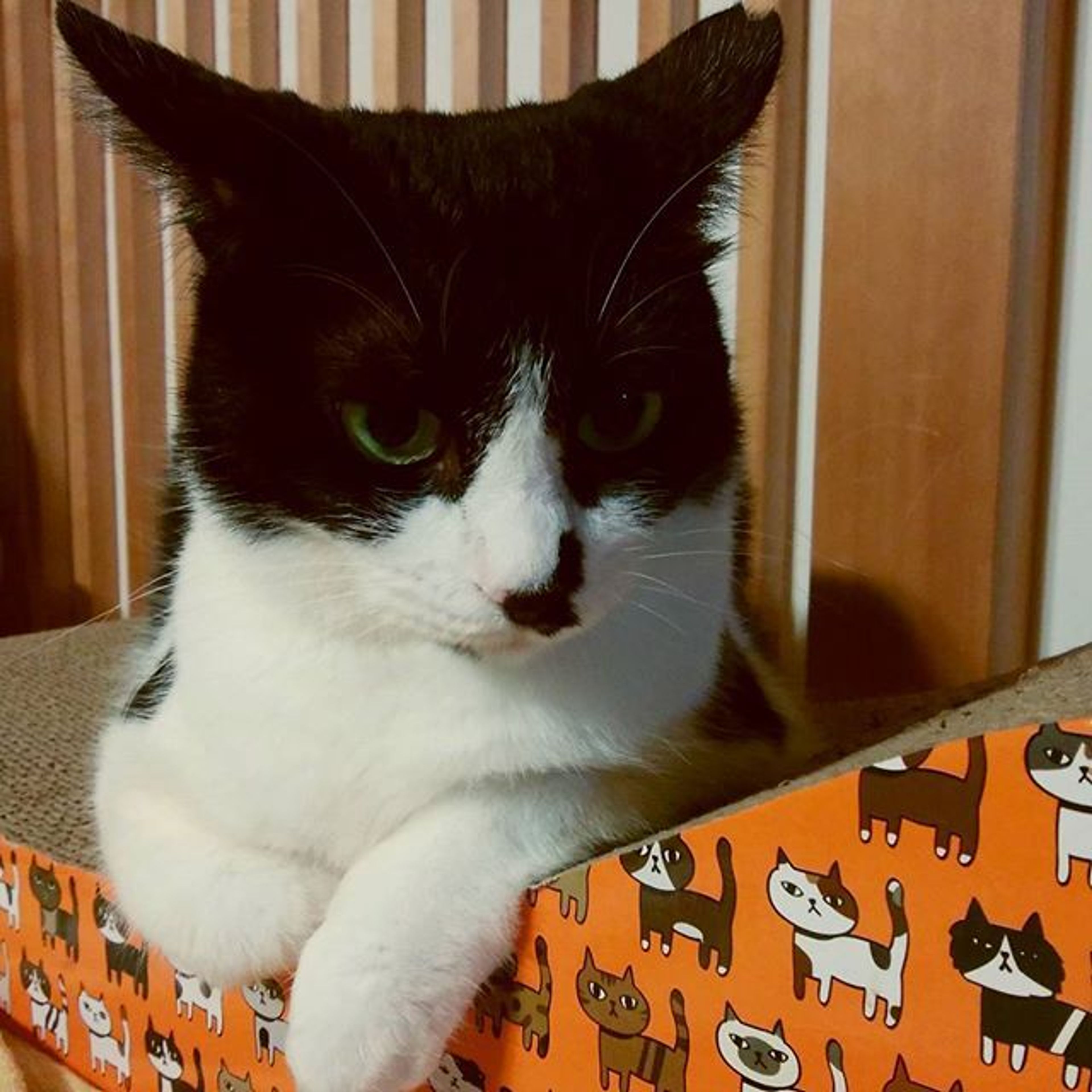 pet-image-2