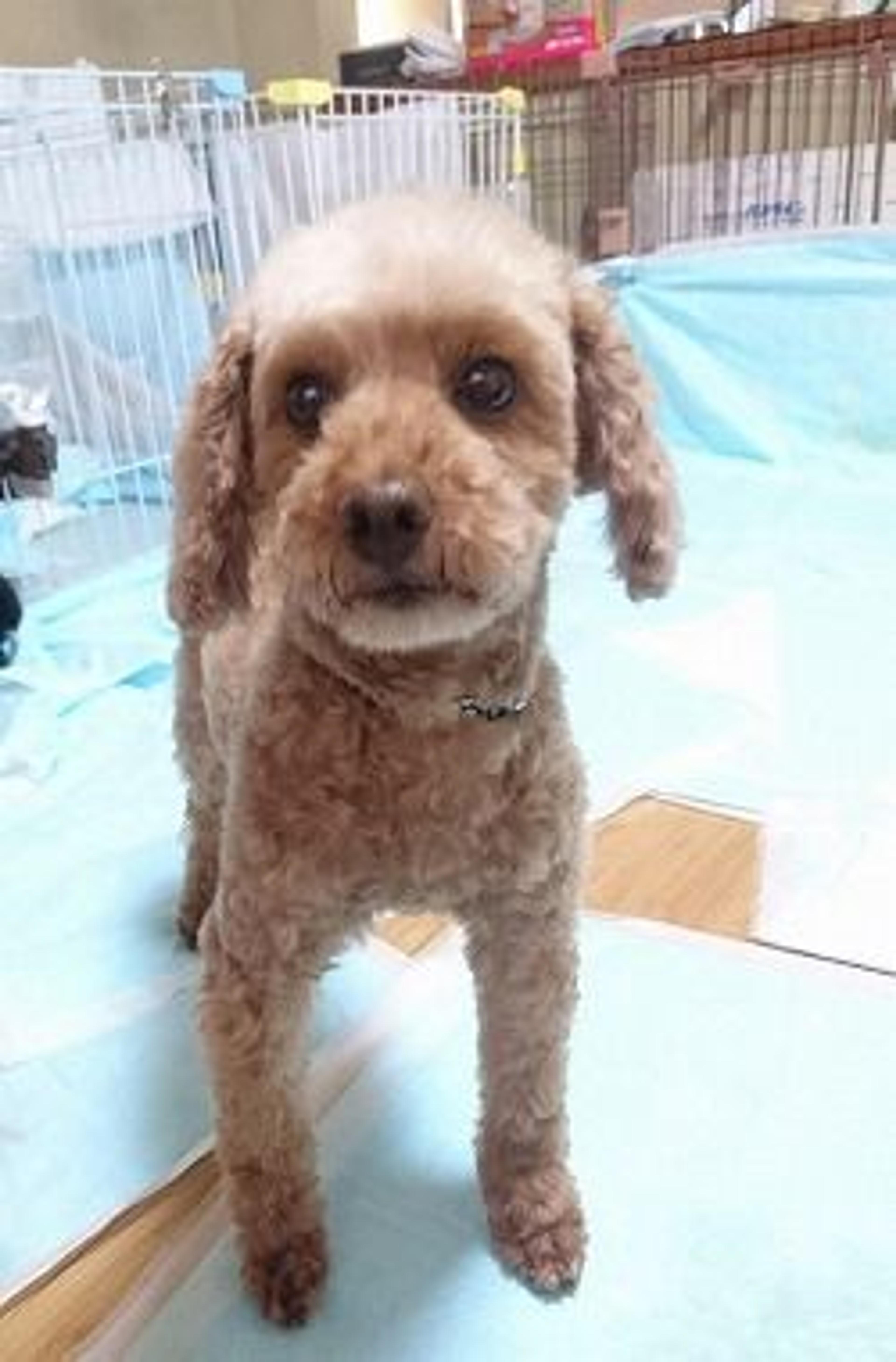 pet-image-2